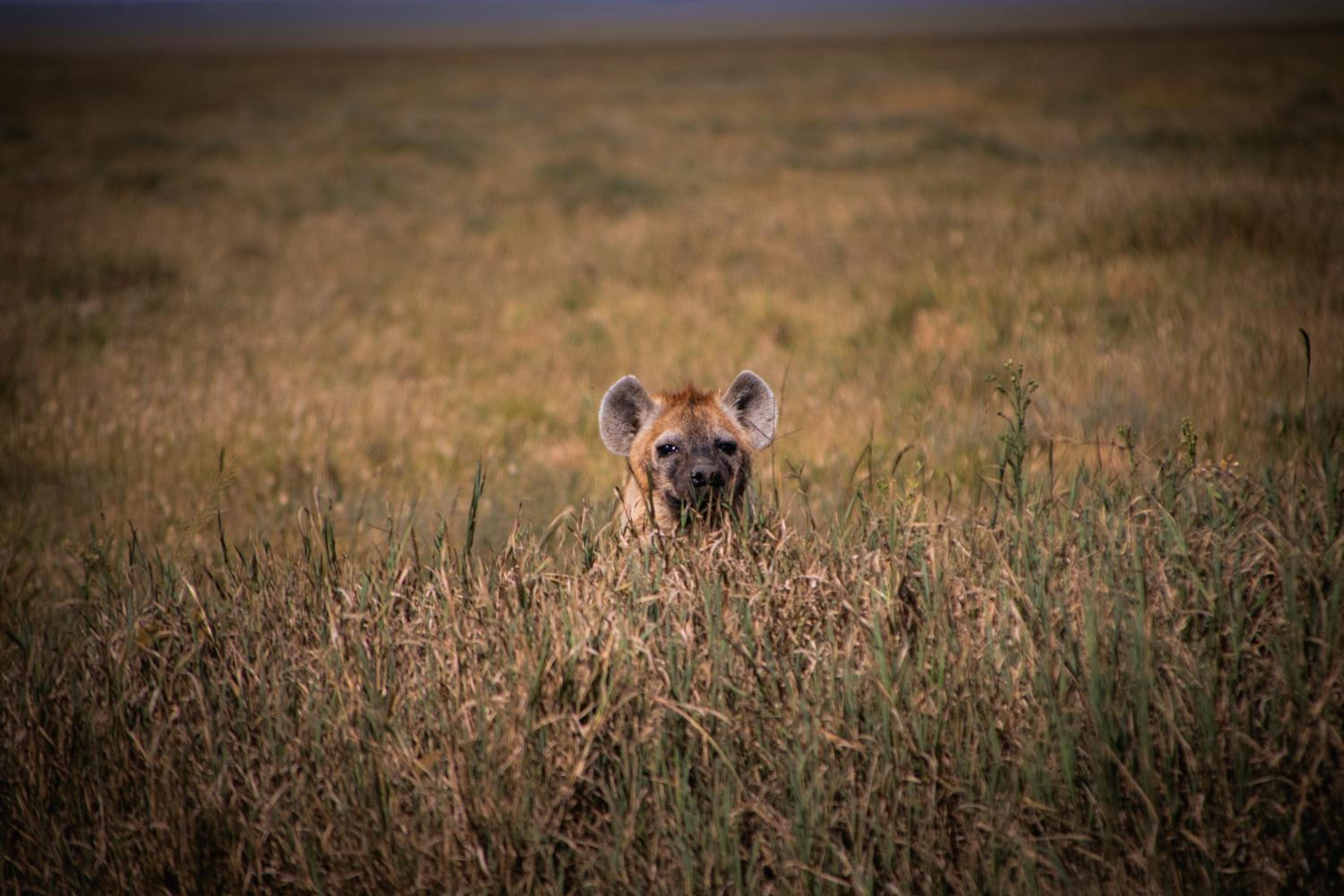 Kuoom Serengeti