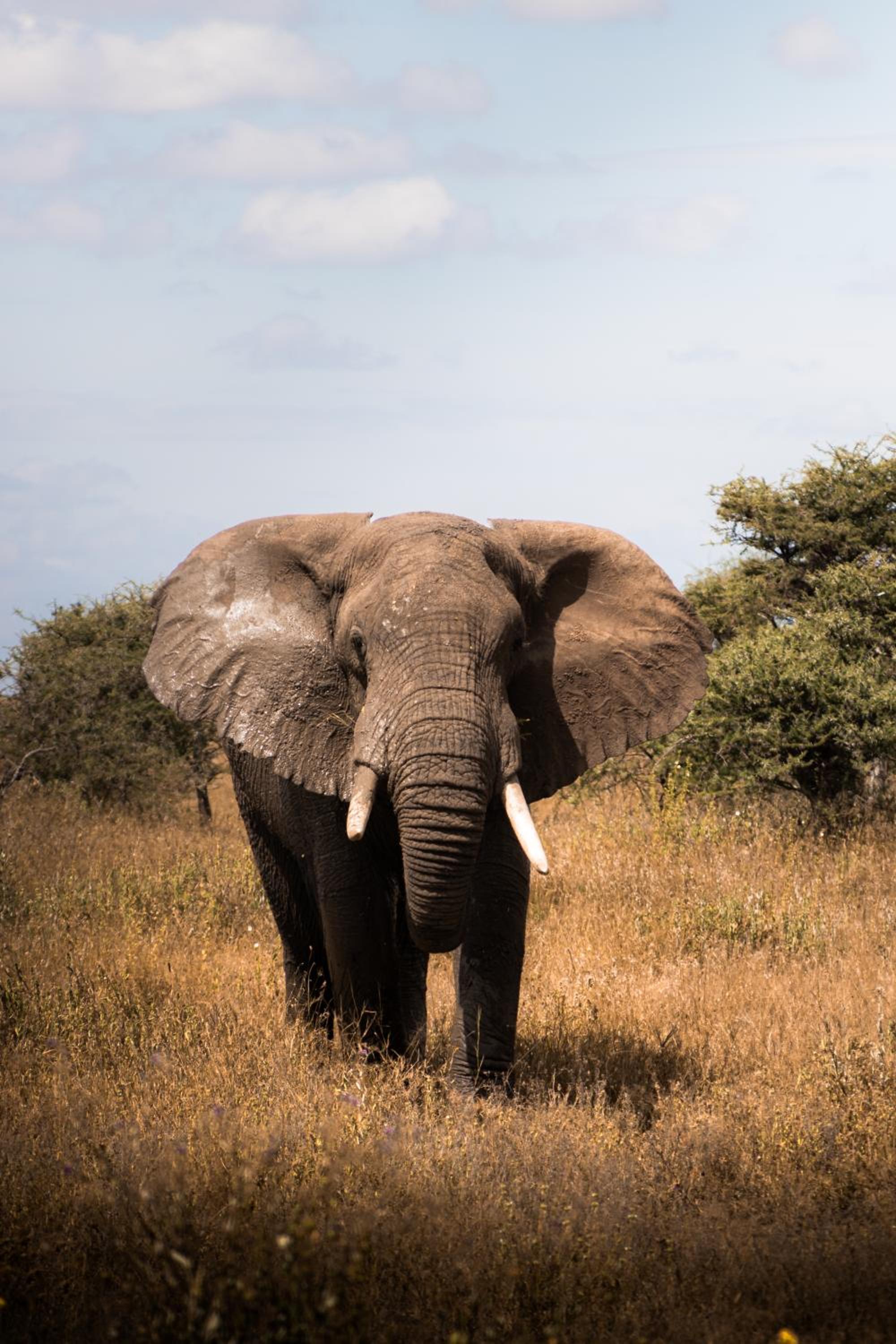 Kuoom Serengeti