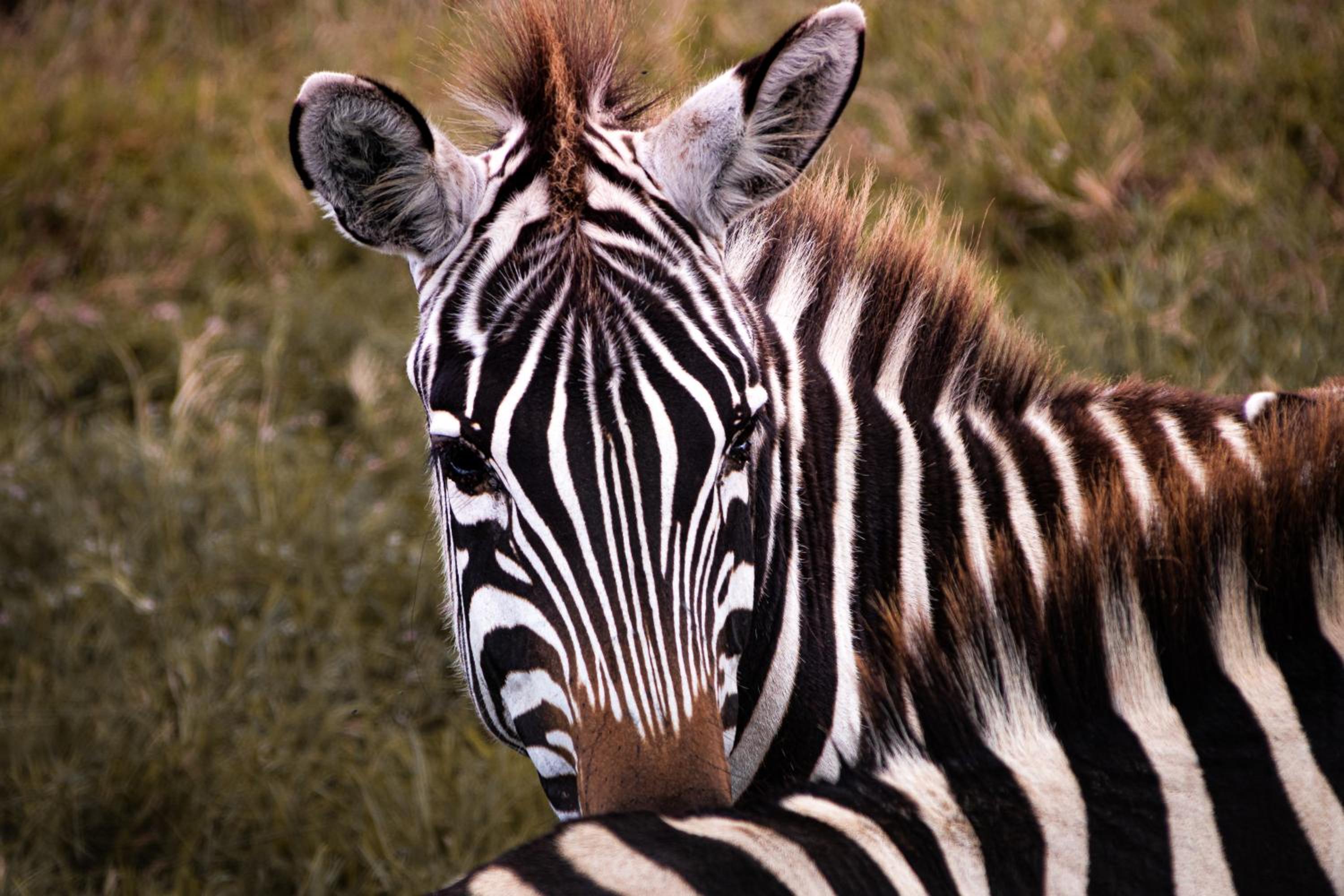 Kuoom Serengeti