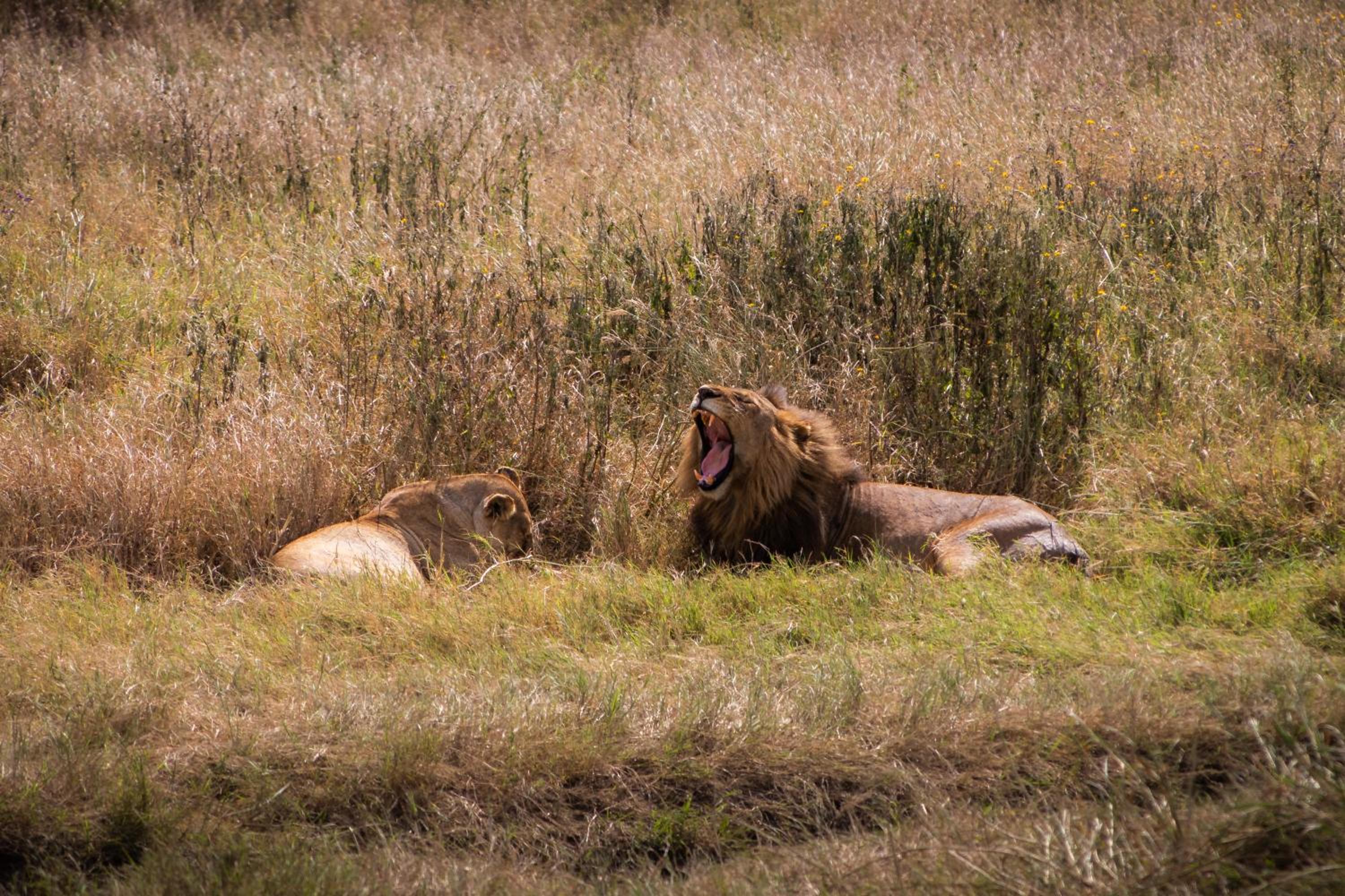 Kuoom Serengeti