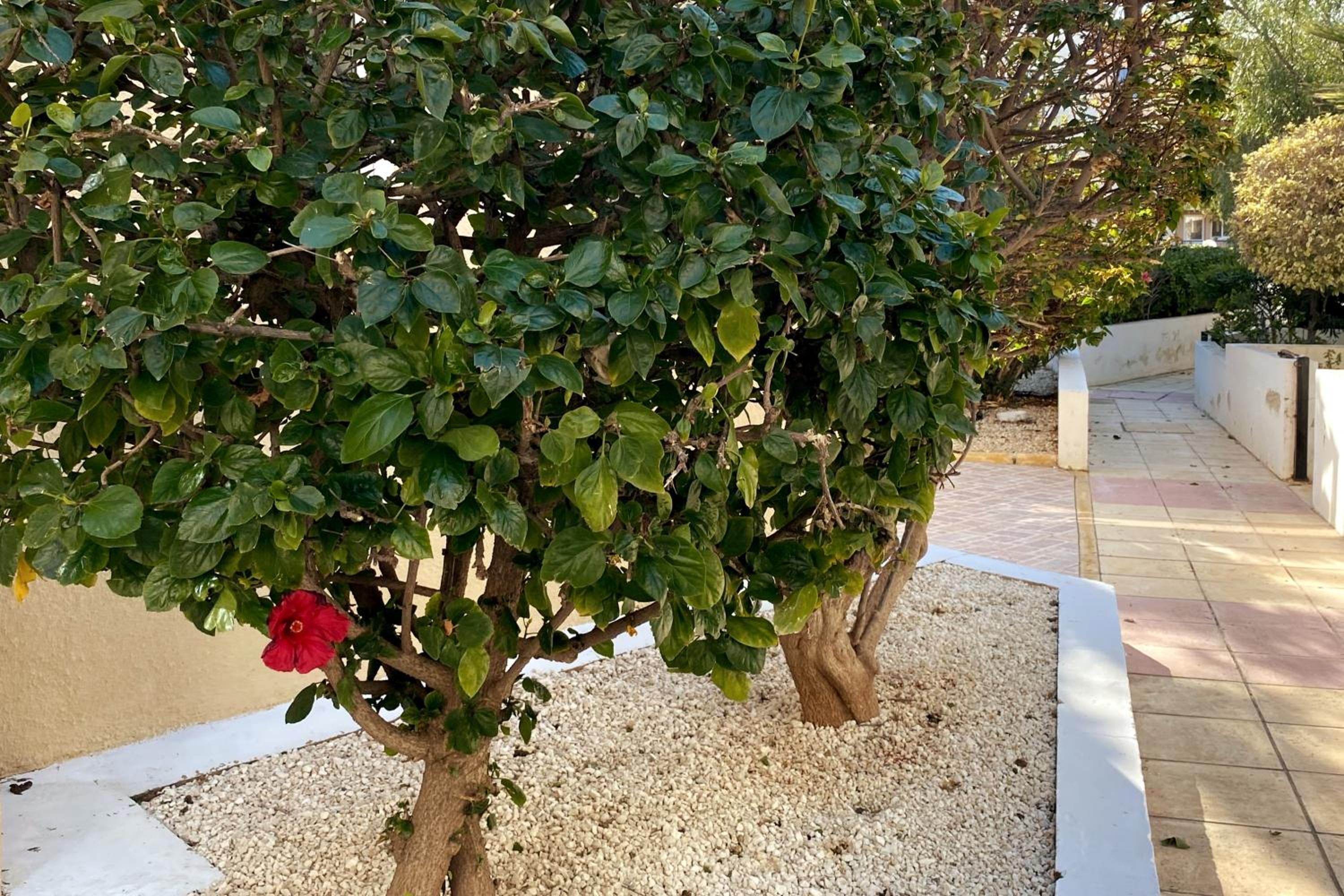 Danaos Seaside Suite 002 with Pool in Tourist Area