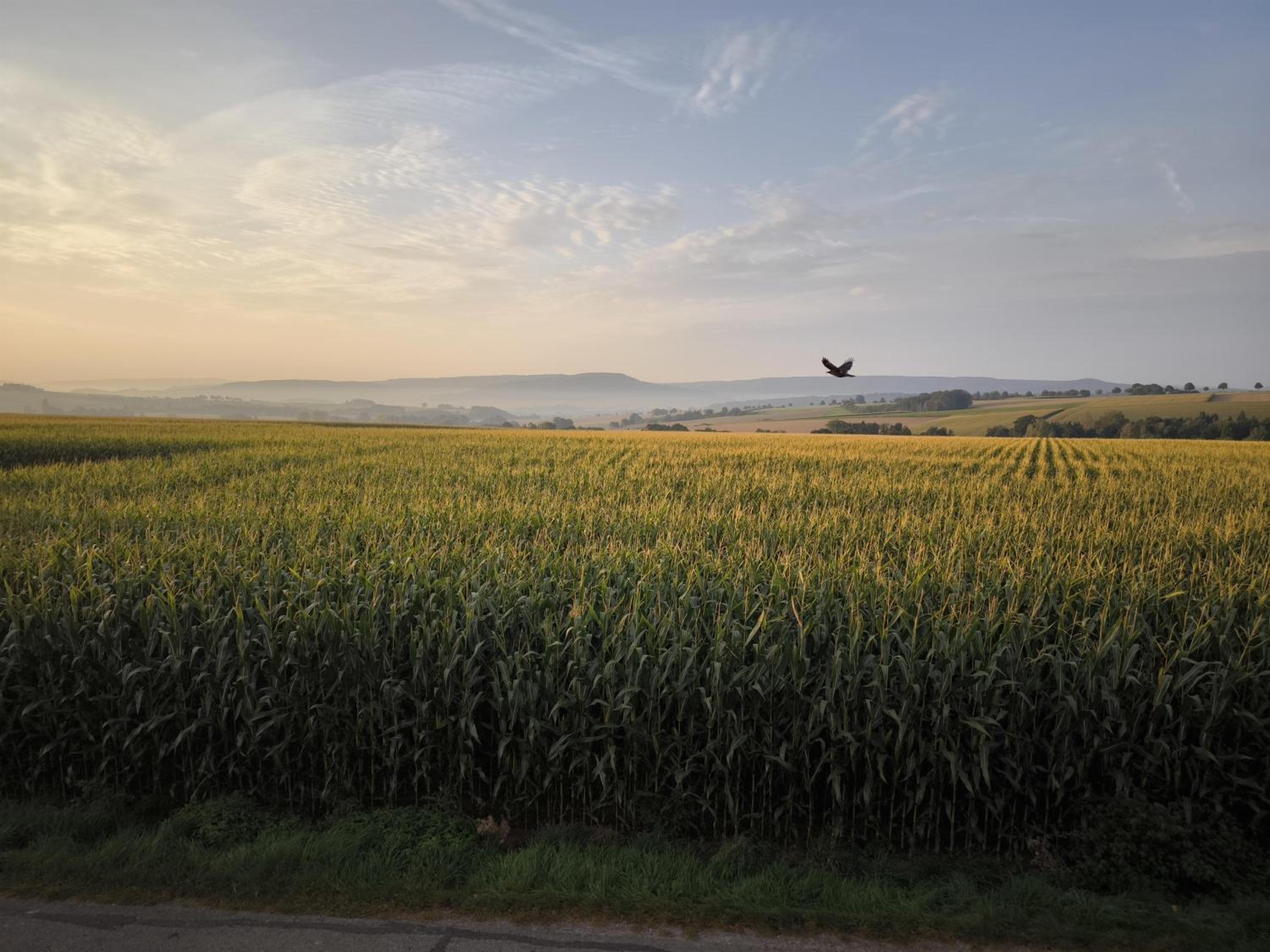 LiFarm
