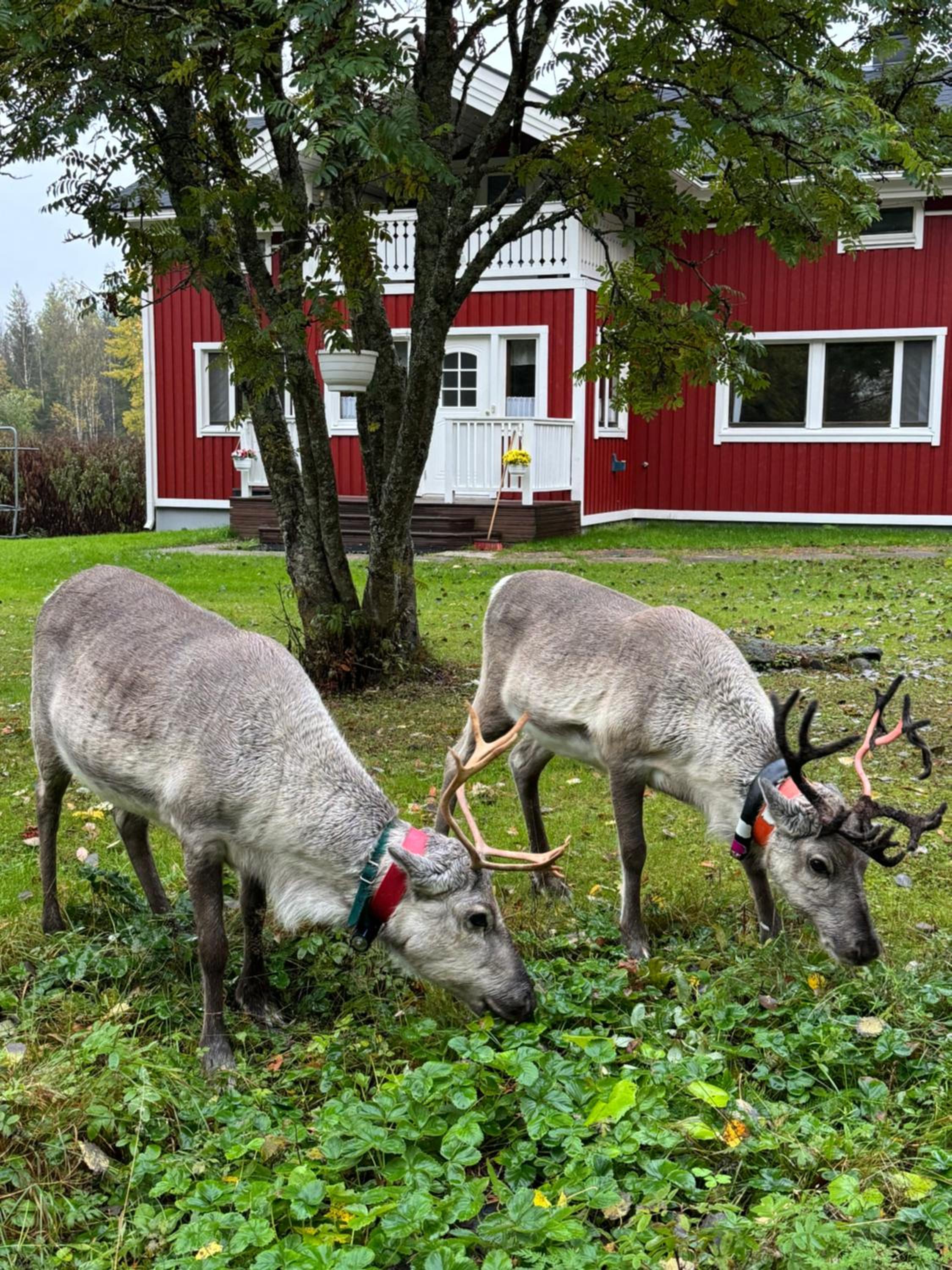 Villa Metsälä
