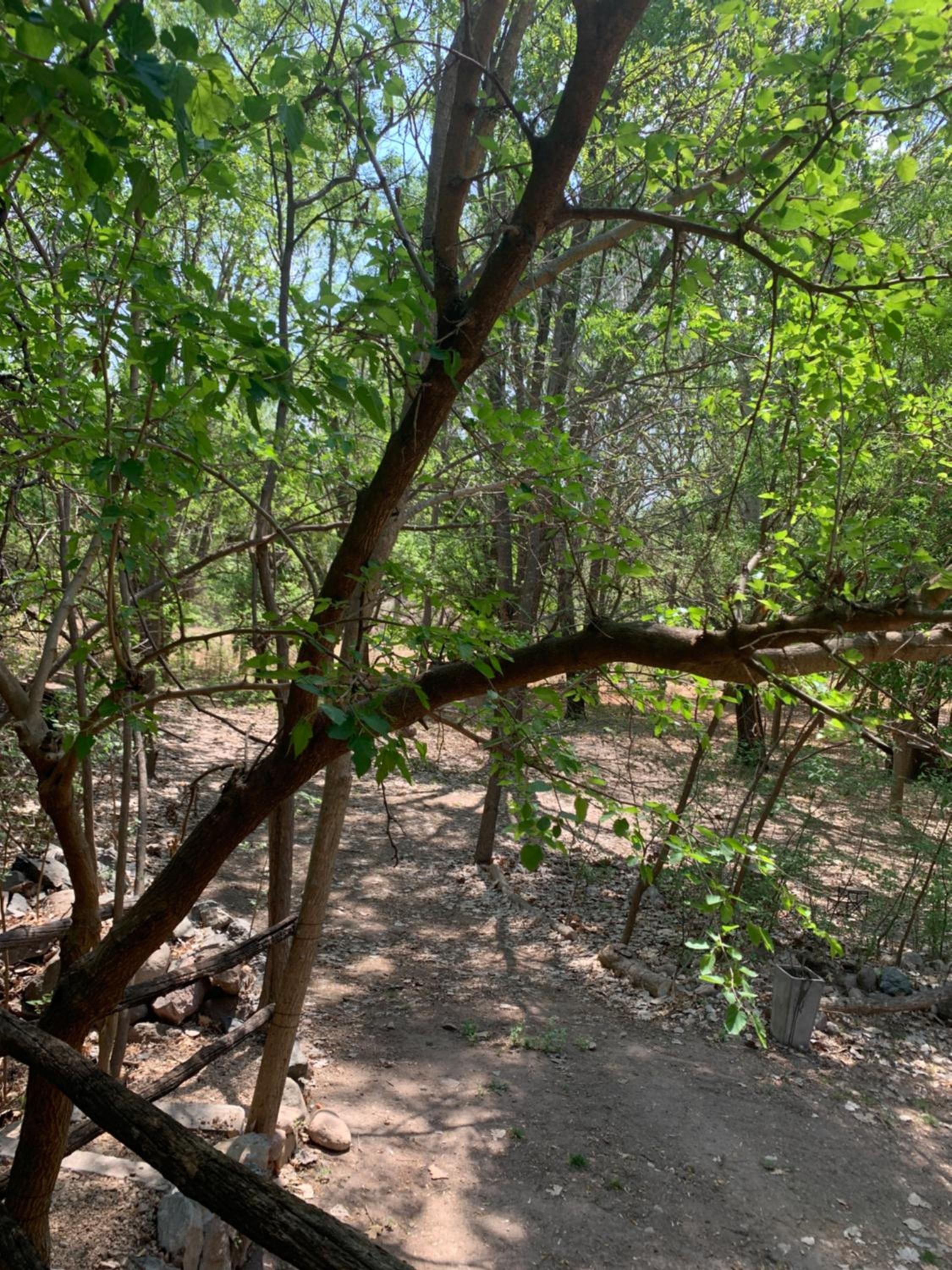 Cabaña del Bosque