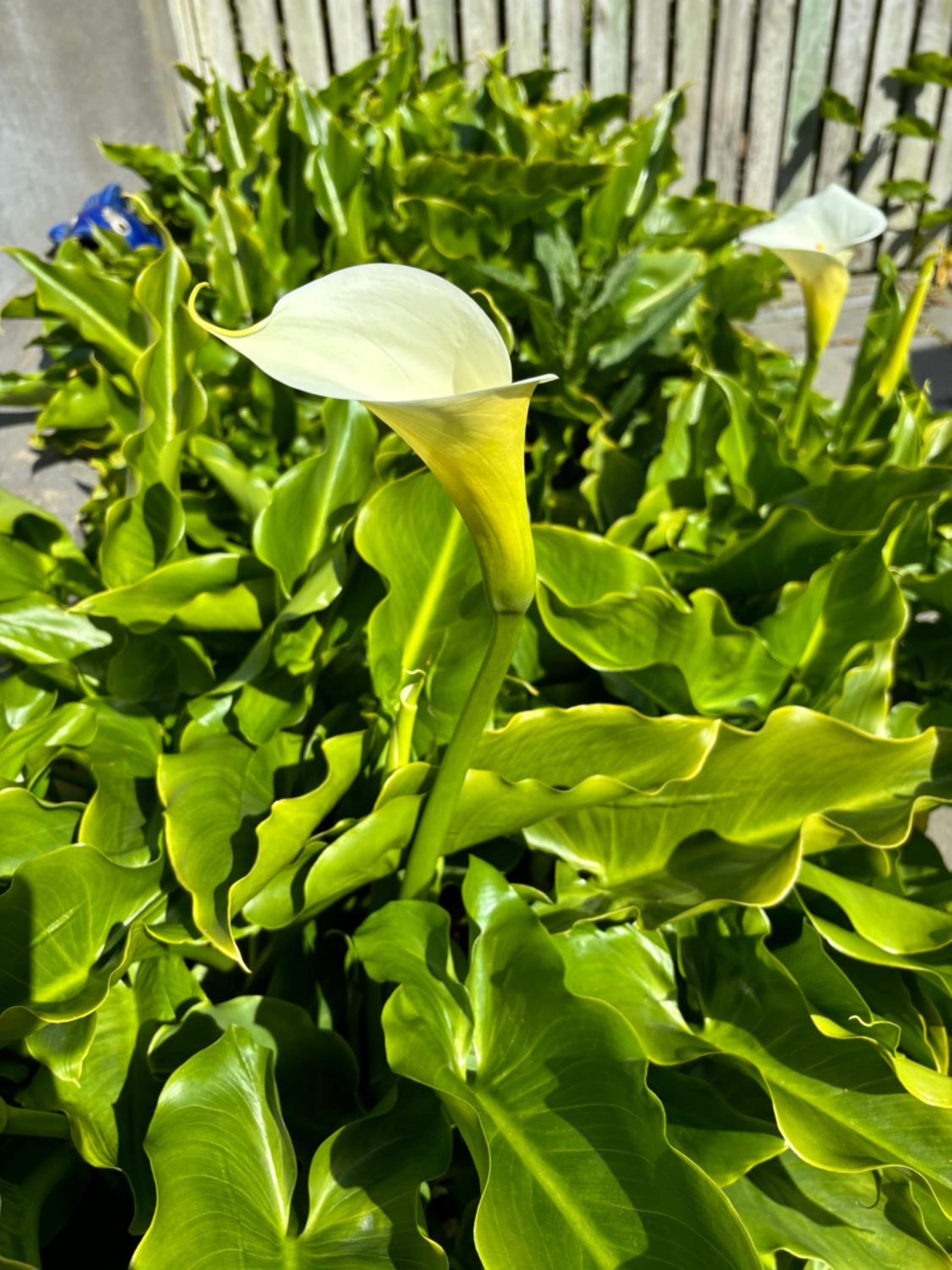 Aorangi