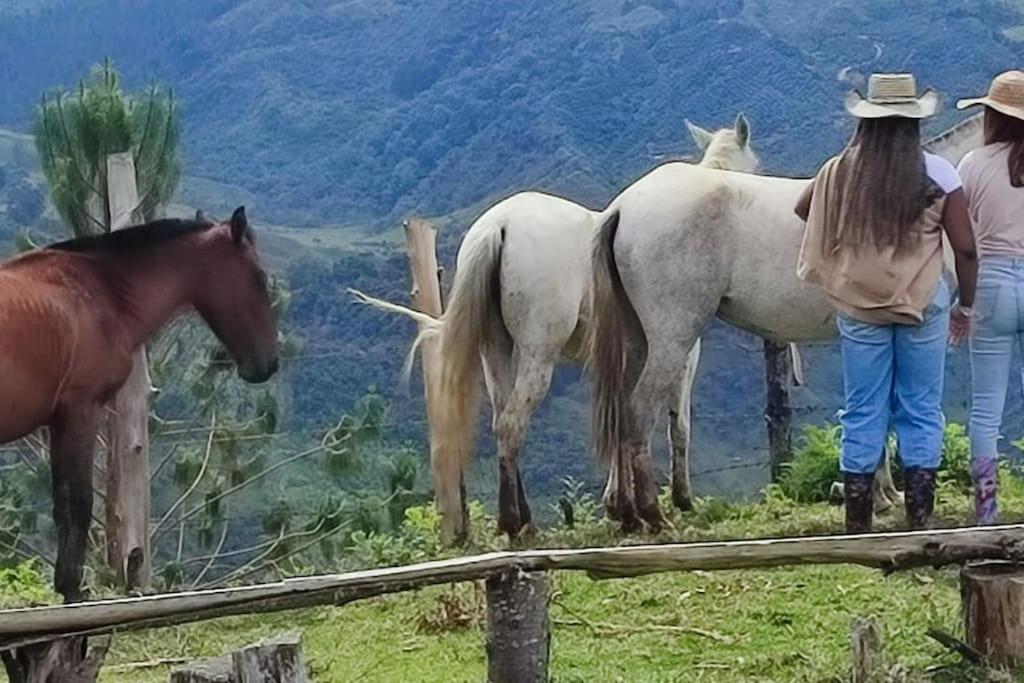 Cabaña el refugio de la montaña - Concepción