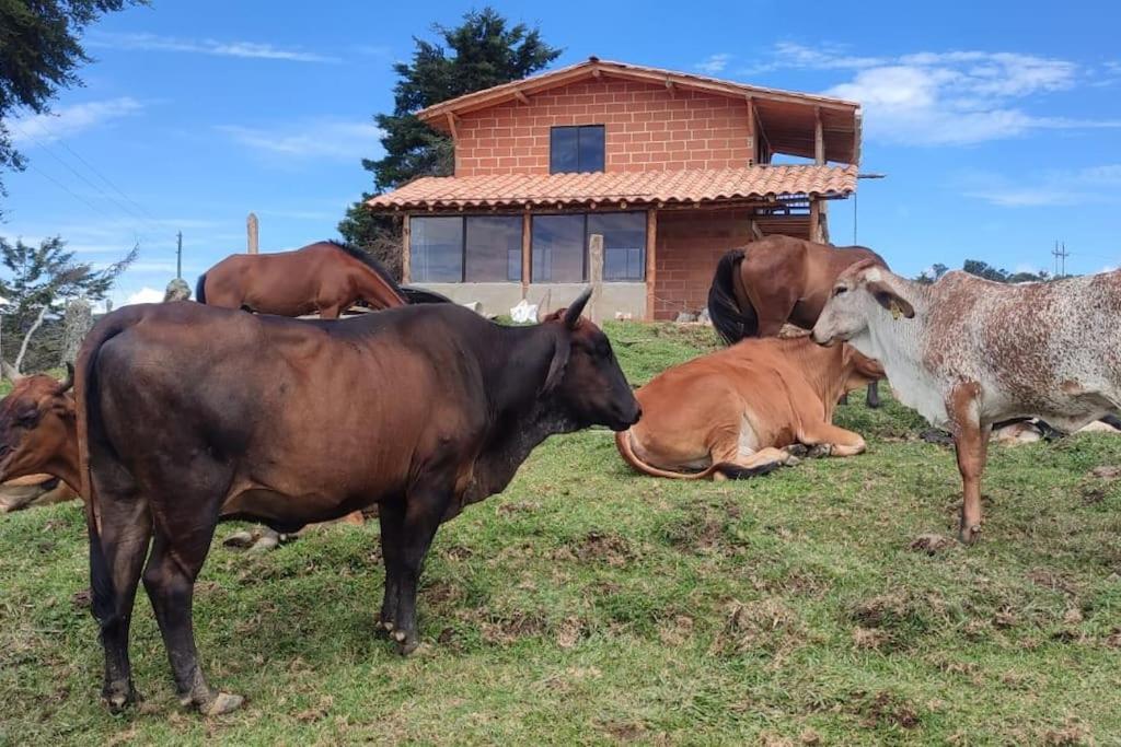Cabaña el refugio de la montaña - Concepción