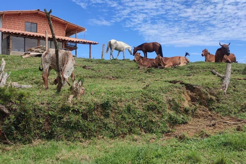 Cabaña el refugio de la montaña - Concepción