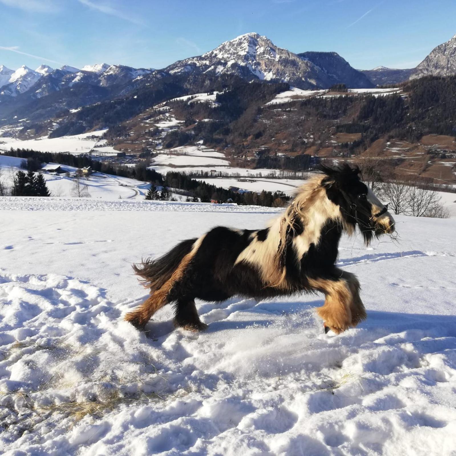 Panoramahof Gupf