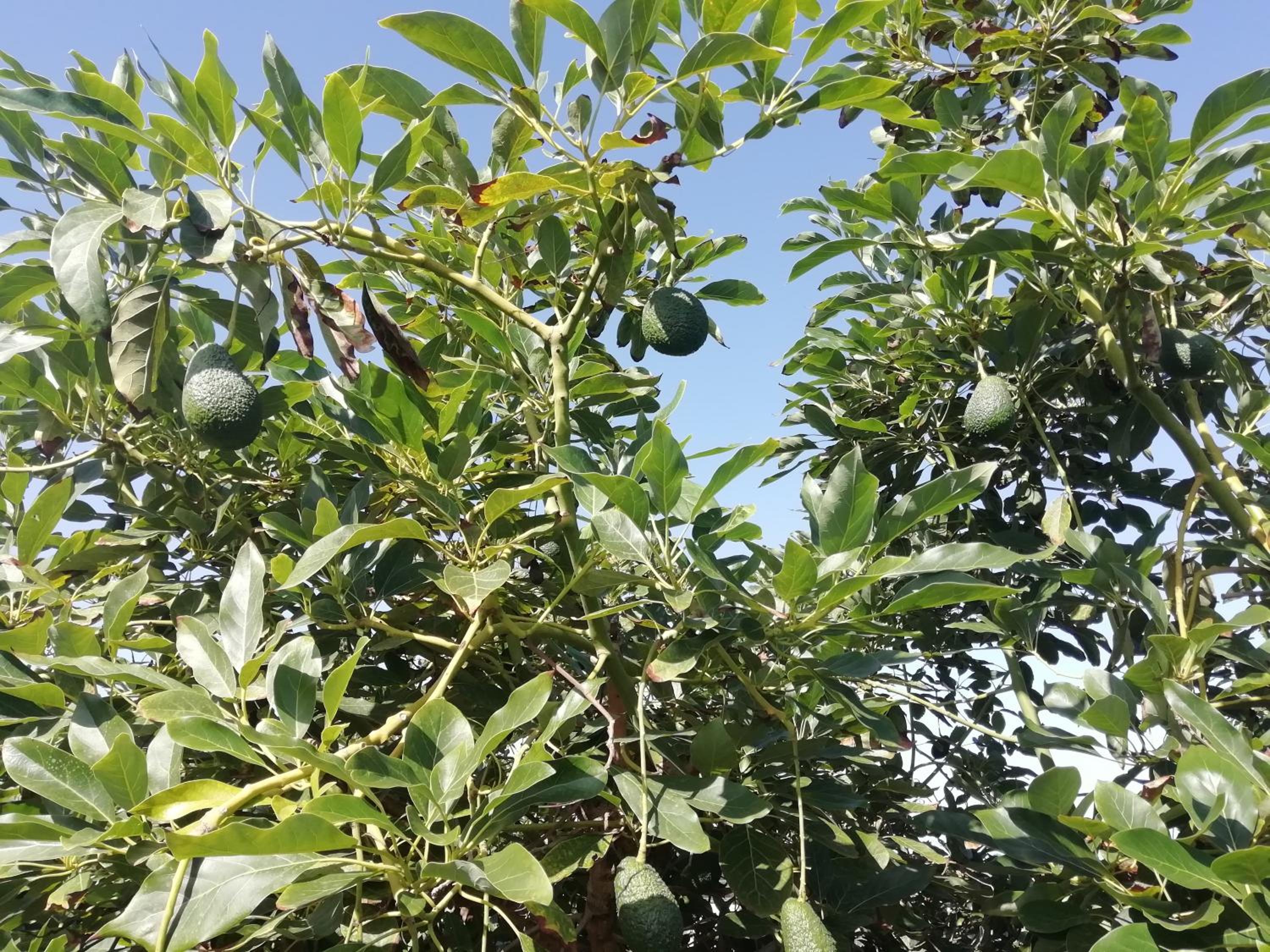 Finca Las Tapias, Glorieta