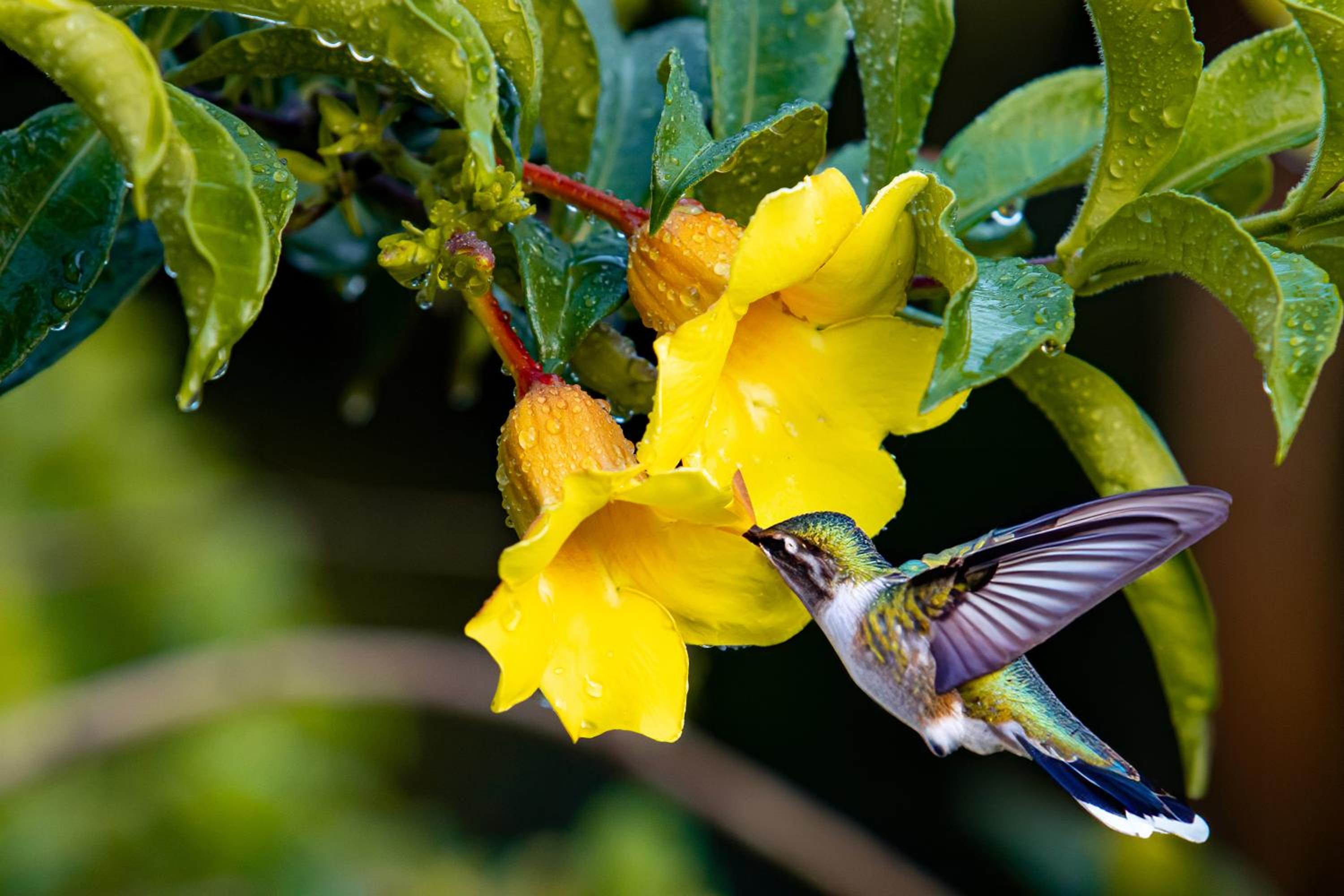 Hotel y Puentes Colgantes Heliconias Rainforest Lodge