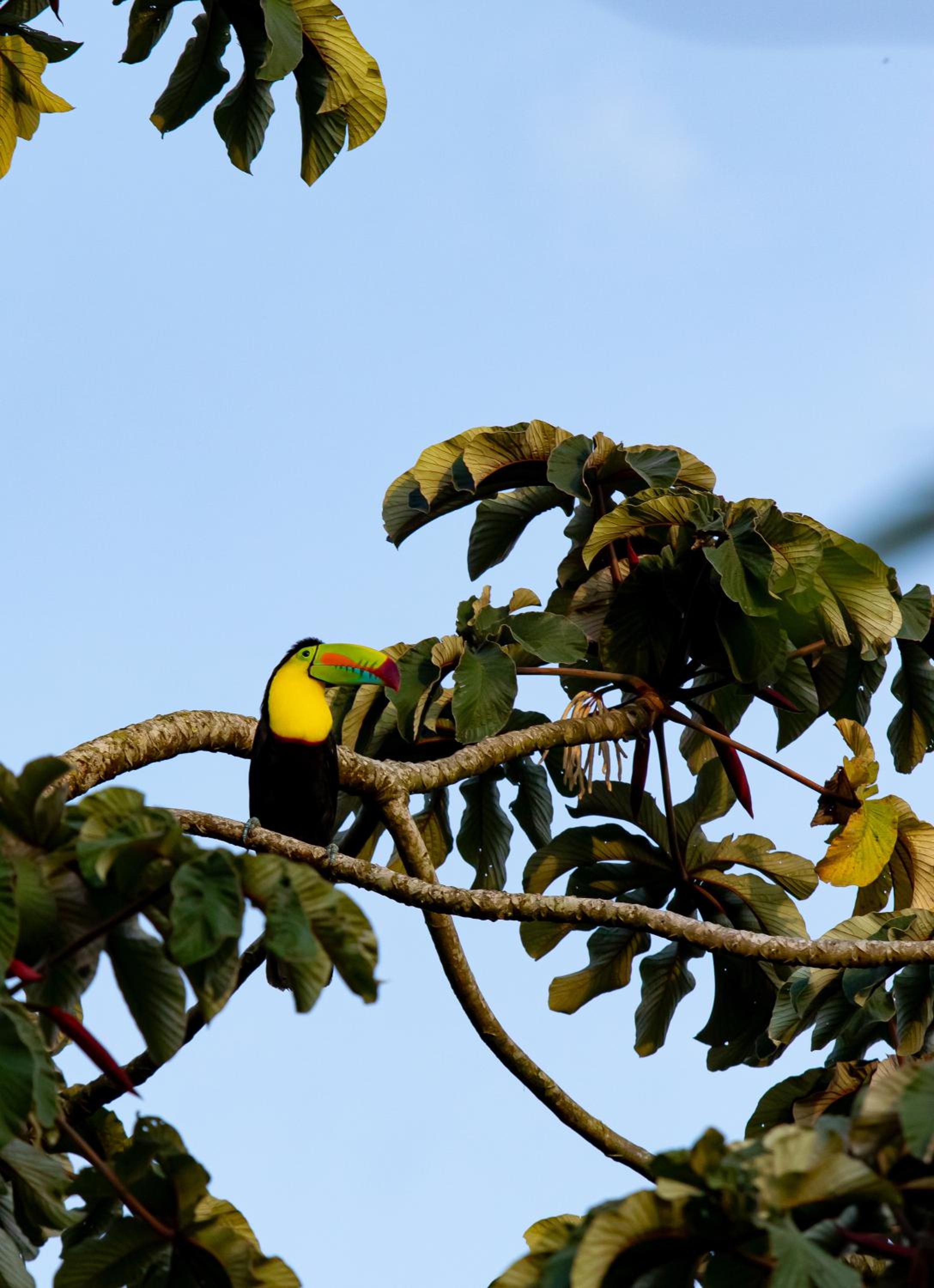 Hotel y Puentes Colgantes Heliconias Rainforest Lodge