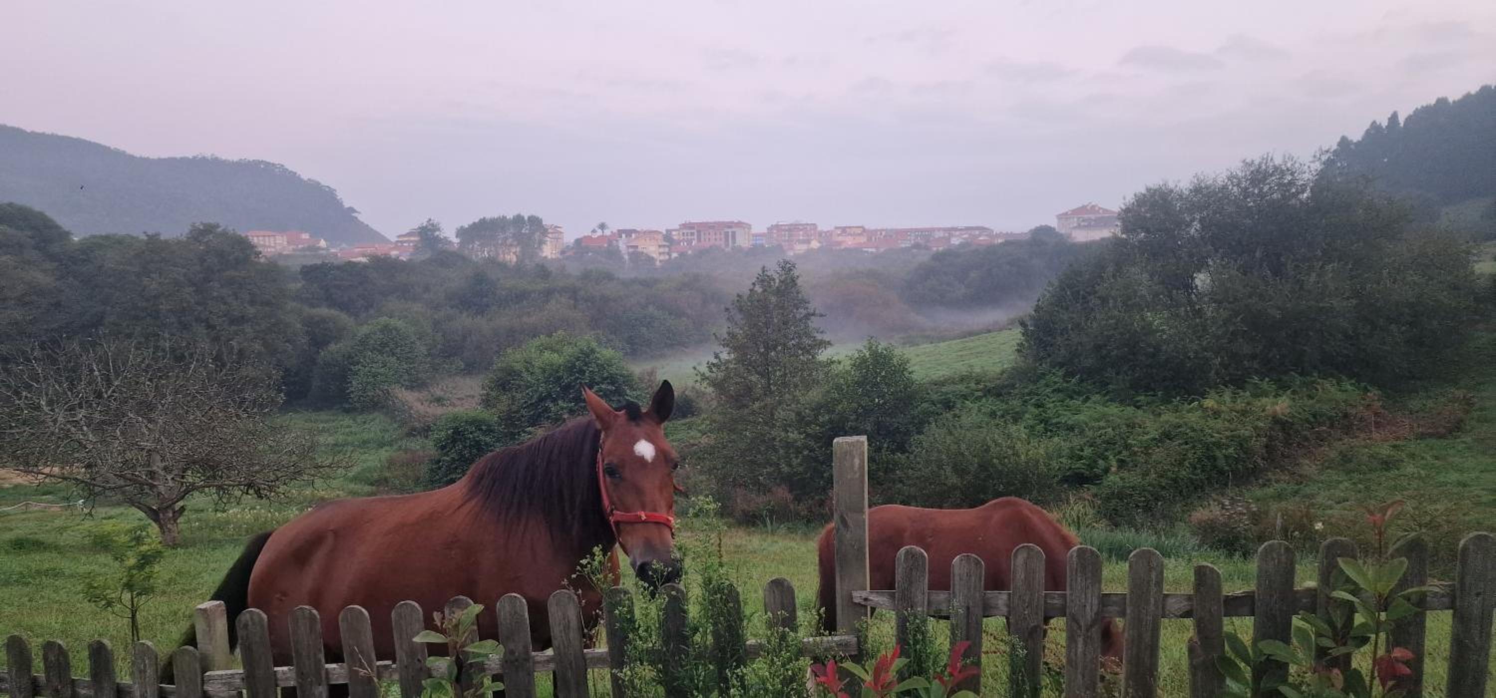 Complejo Rural Las Mimosas del Nalon