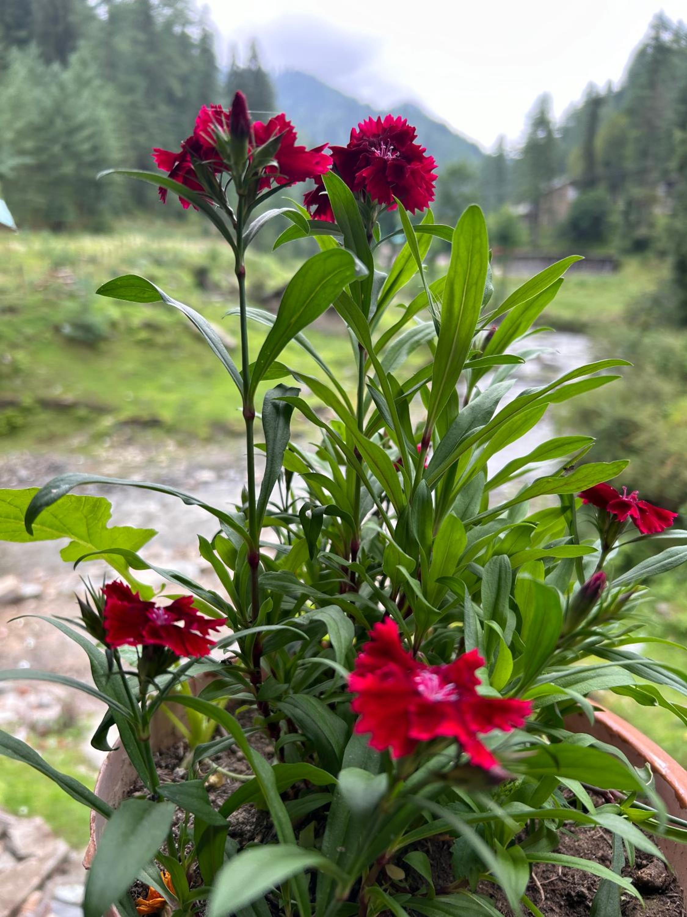 Alpine Homestay at Gadagusain