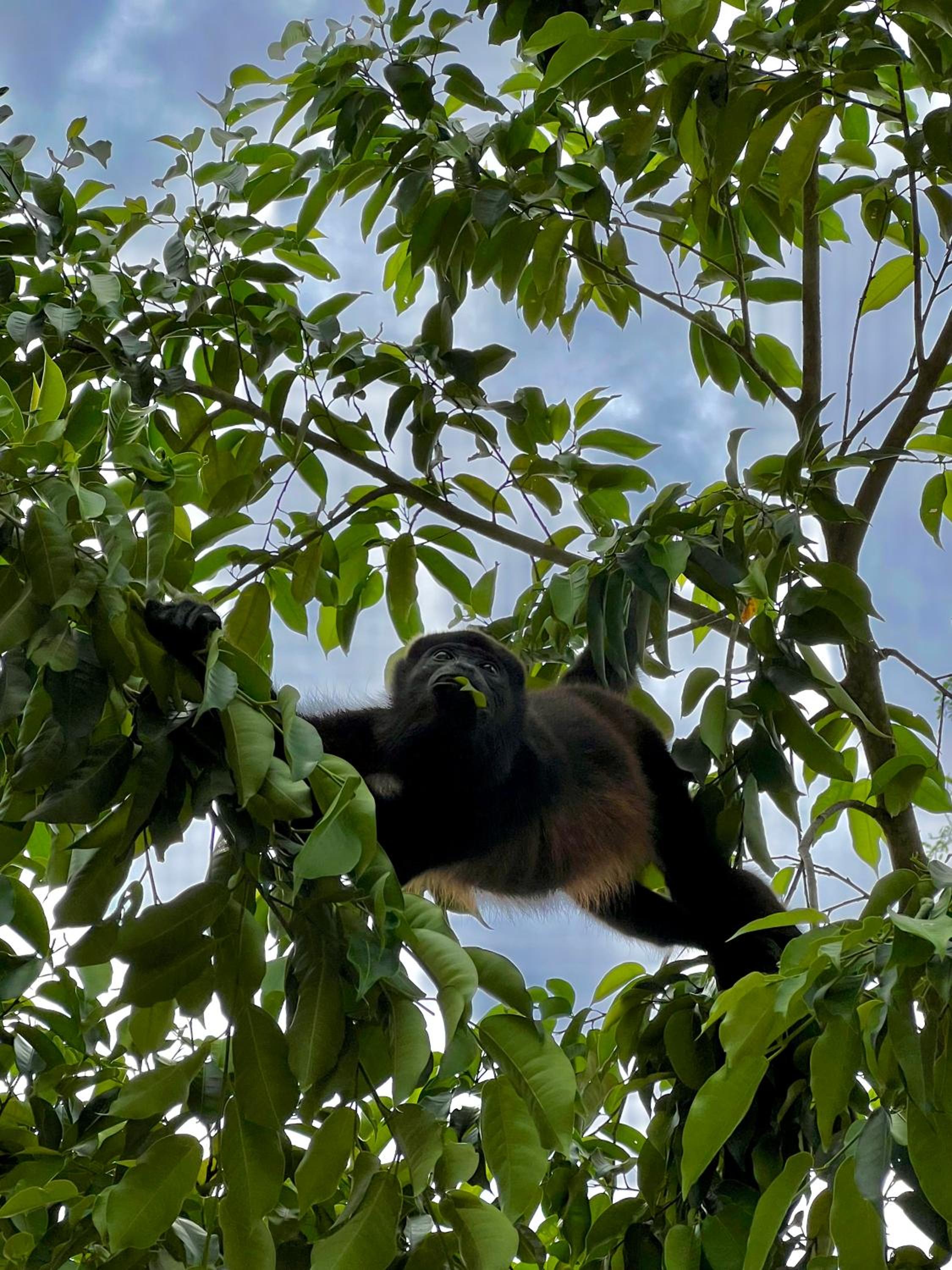 Casa Familiar Mono Congo