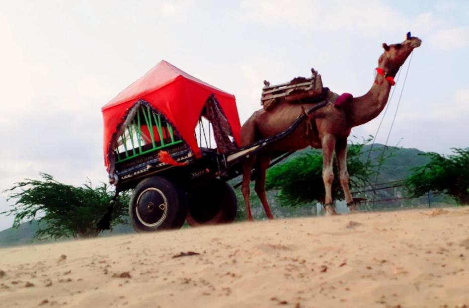 Desert Safari Camp Pushkar view 3