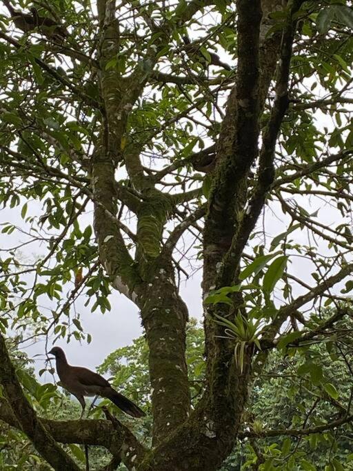 Cabaña Rincón Verde - La Fortuna