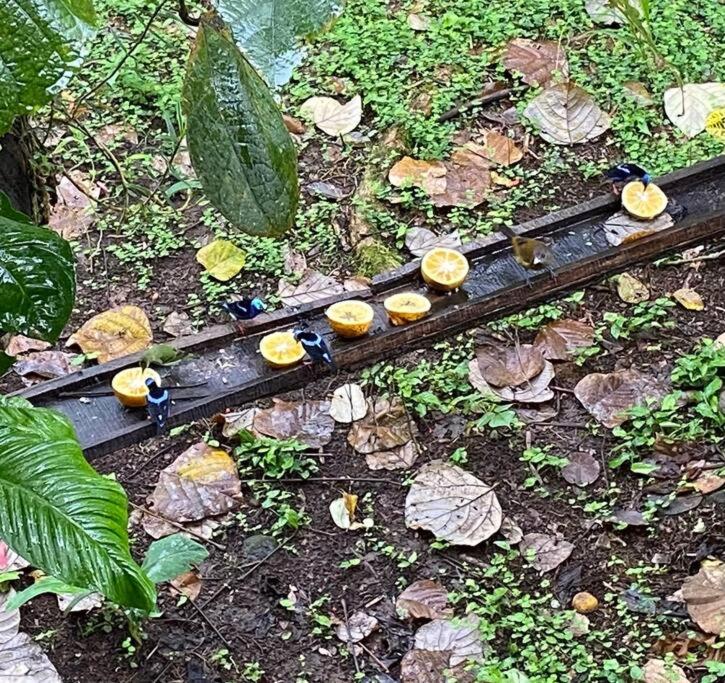 Cabaña Rincón Verde - La Fortuna