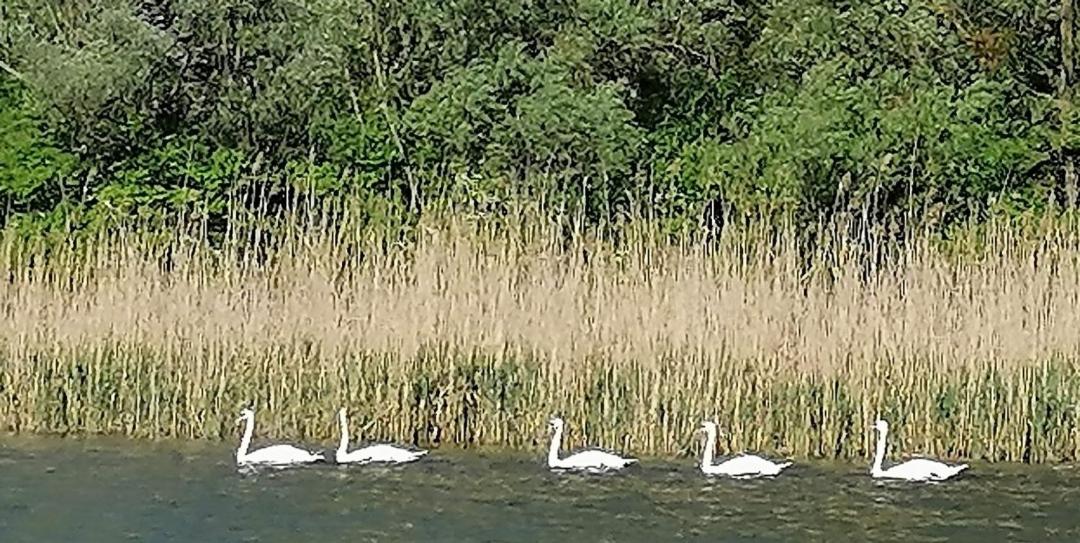 Monoštorska Bajka