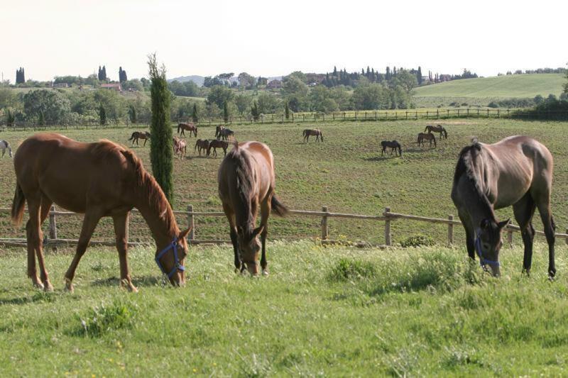 Agriturismo Renaccino