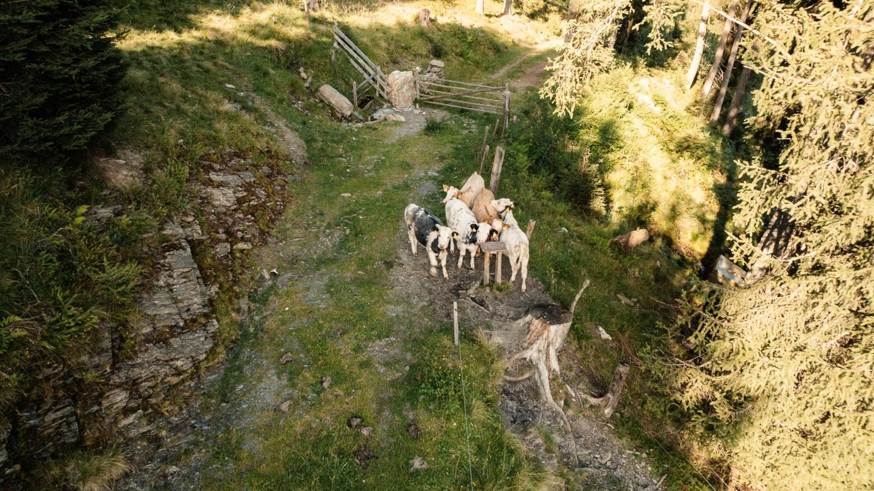 PETER'S - Bergbauernhof mit Weitblick