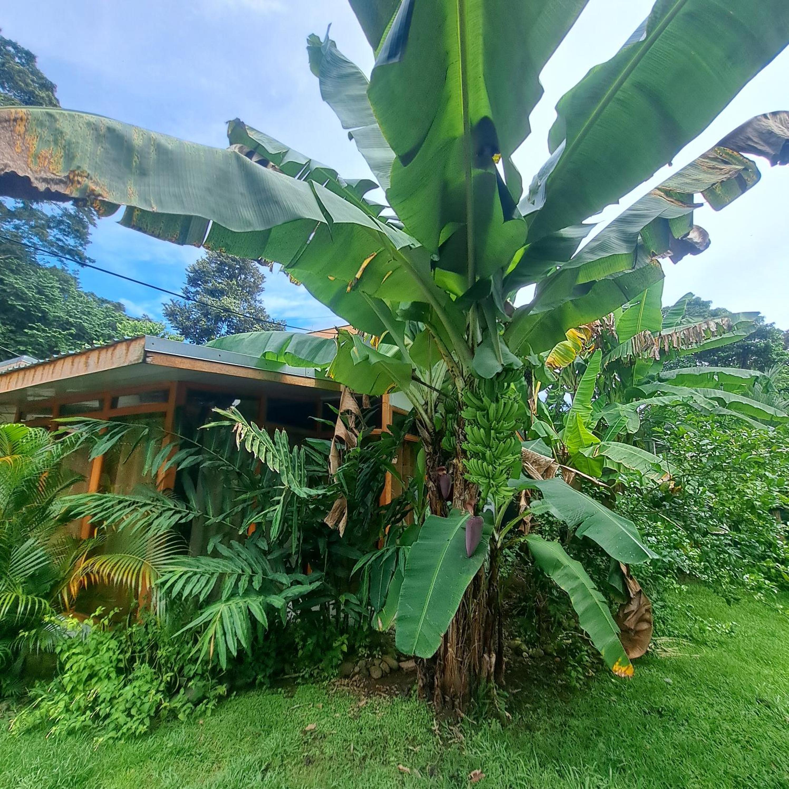 Papaya Paradise