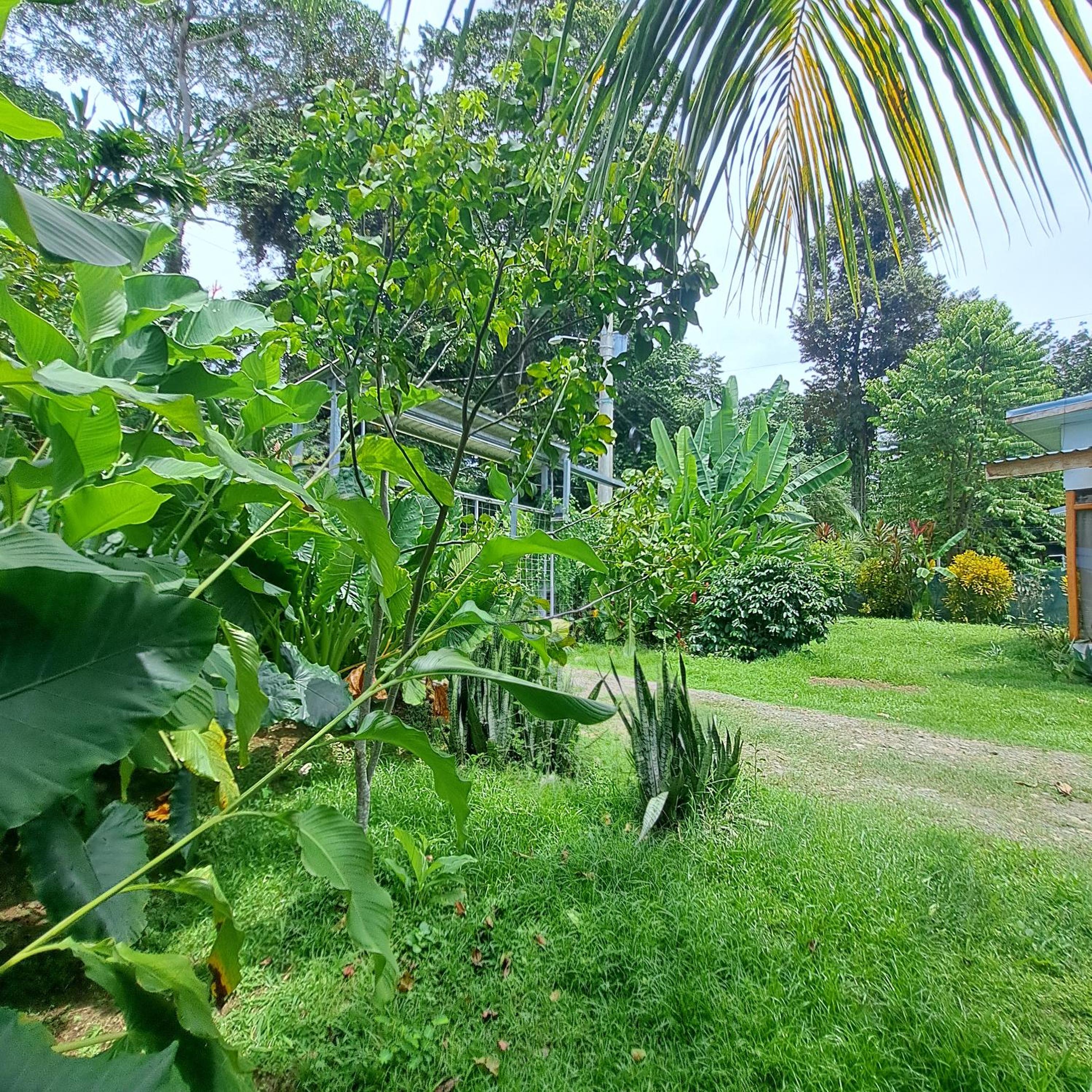 Papaya Paradise