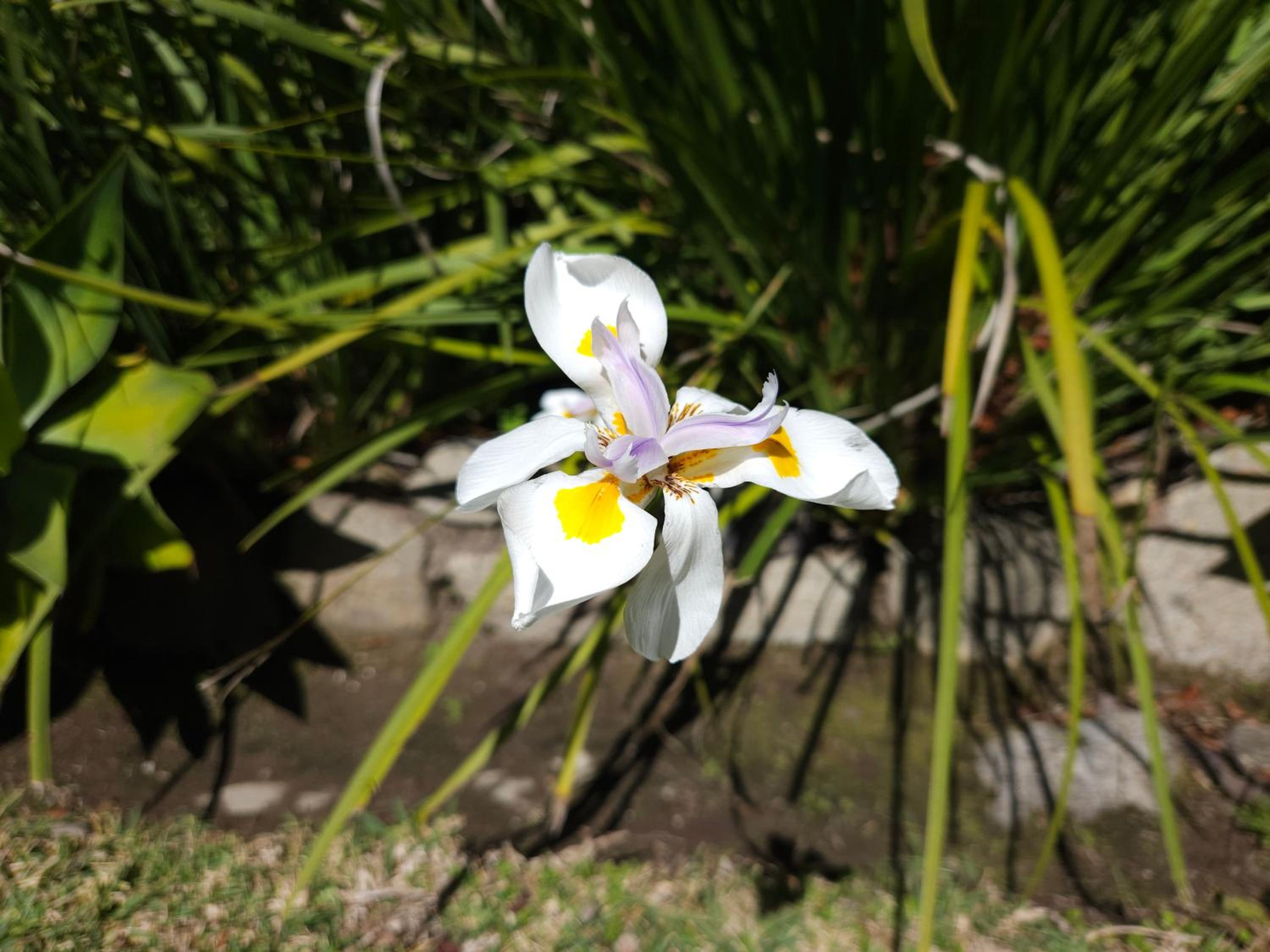 Photo 45