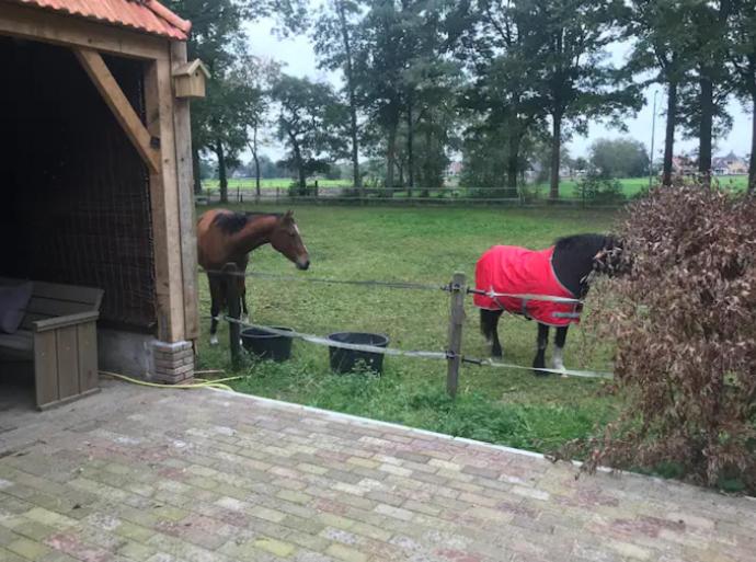 Stalhuis, overnachten in een tinyhuis bij de paarden