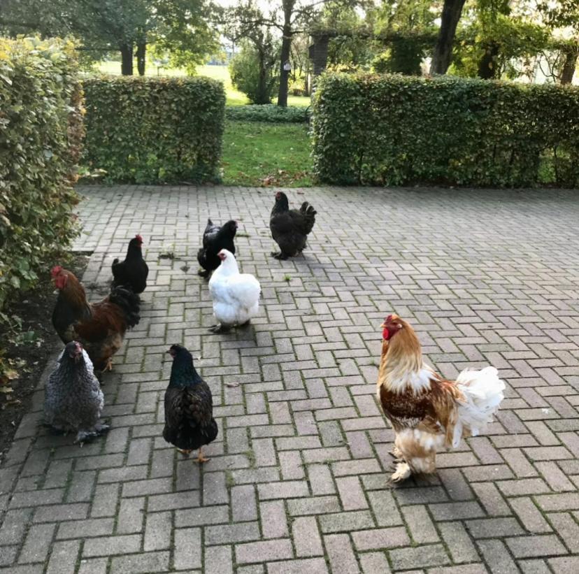 Stalhuis, overnachten in een tinyhuis bij de paarden