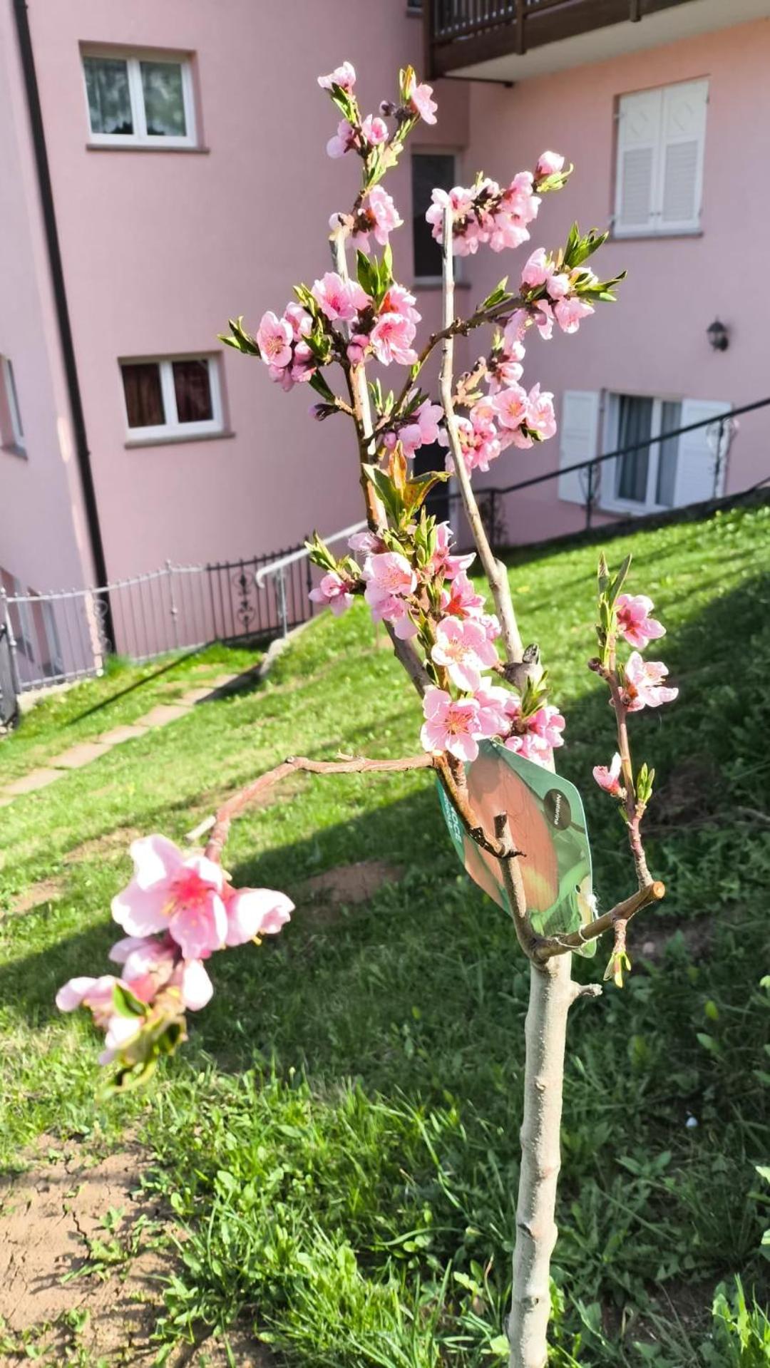 Photo 36