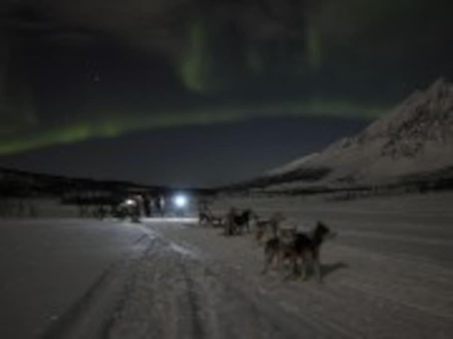 Lyngstuva Lodge - Aurora in Lyngen