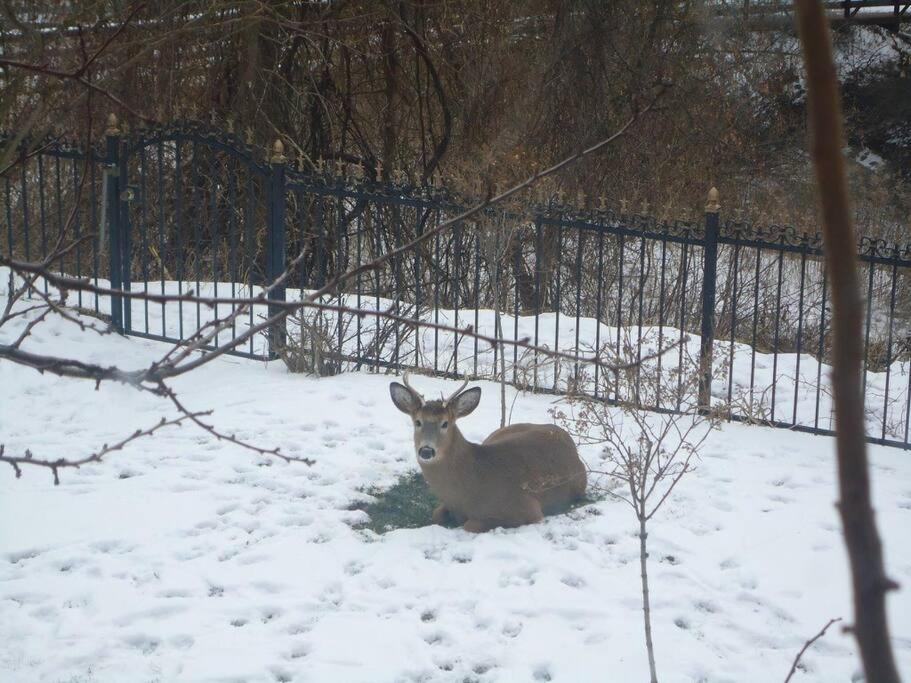 Serene Don River Nature gateway- 2BR suite, Private Patio, Free Parking