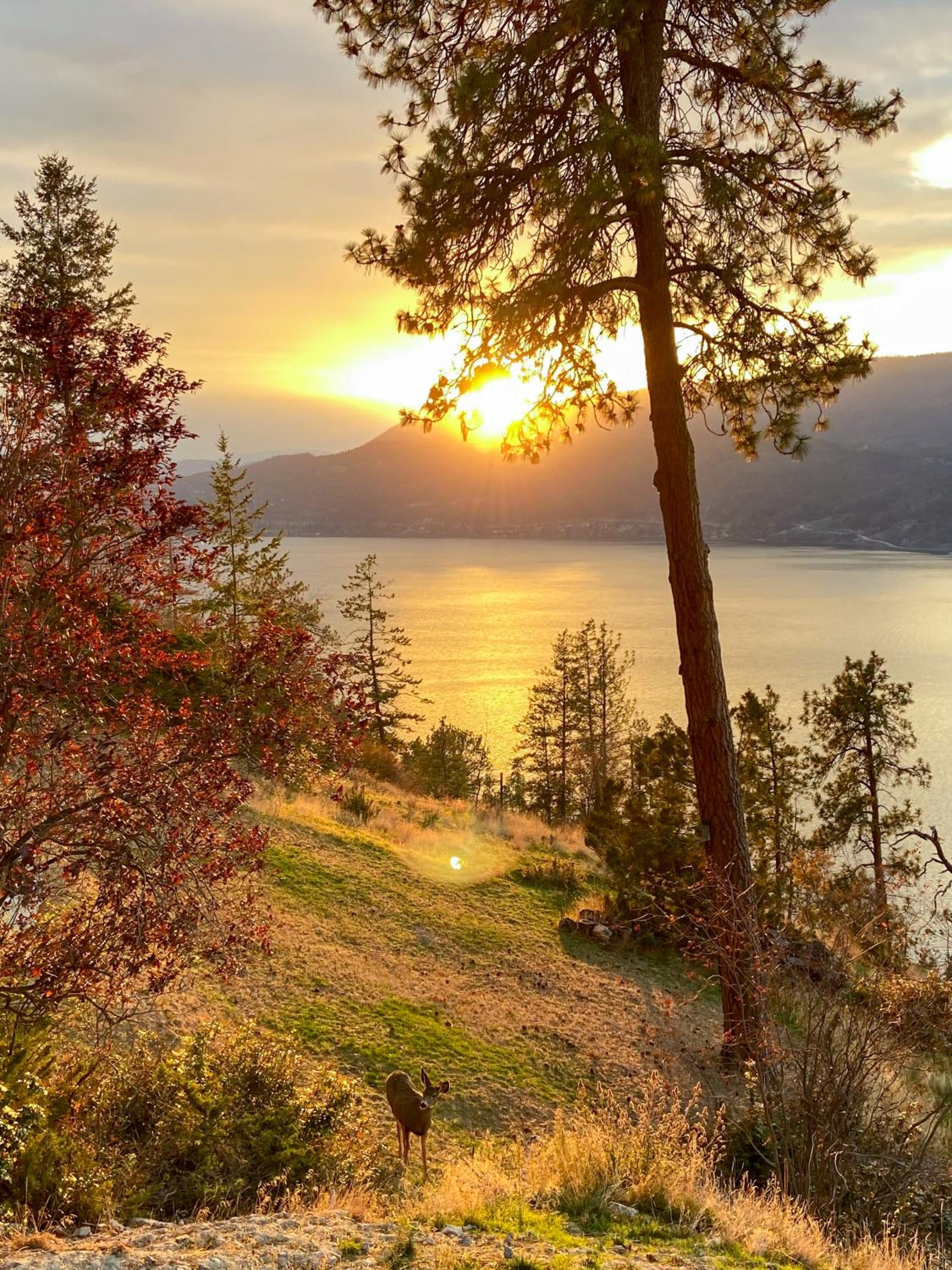 Kelowfornia Lakeview Retreat