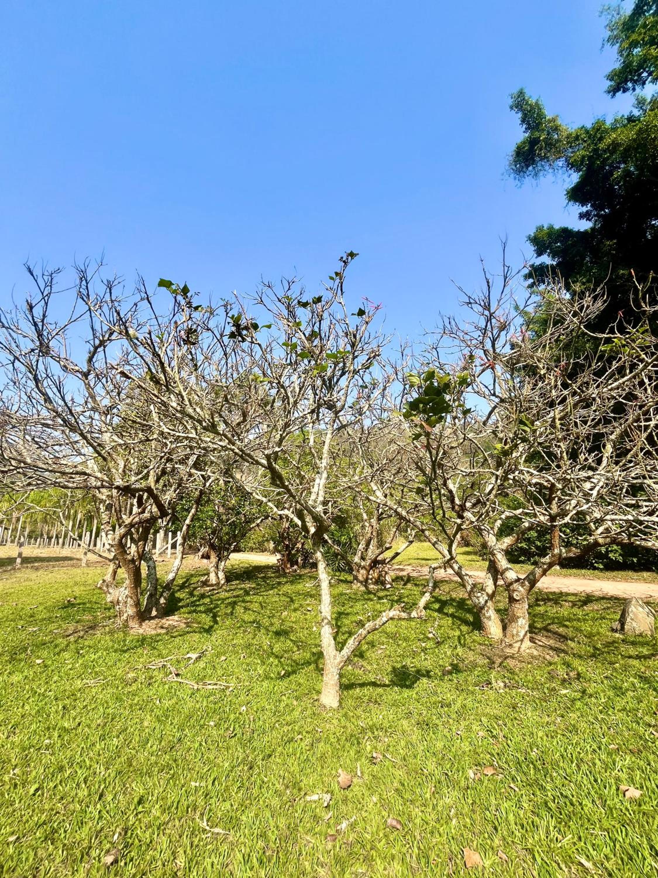 Pousada Tonero