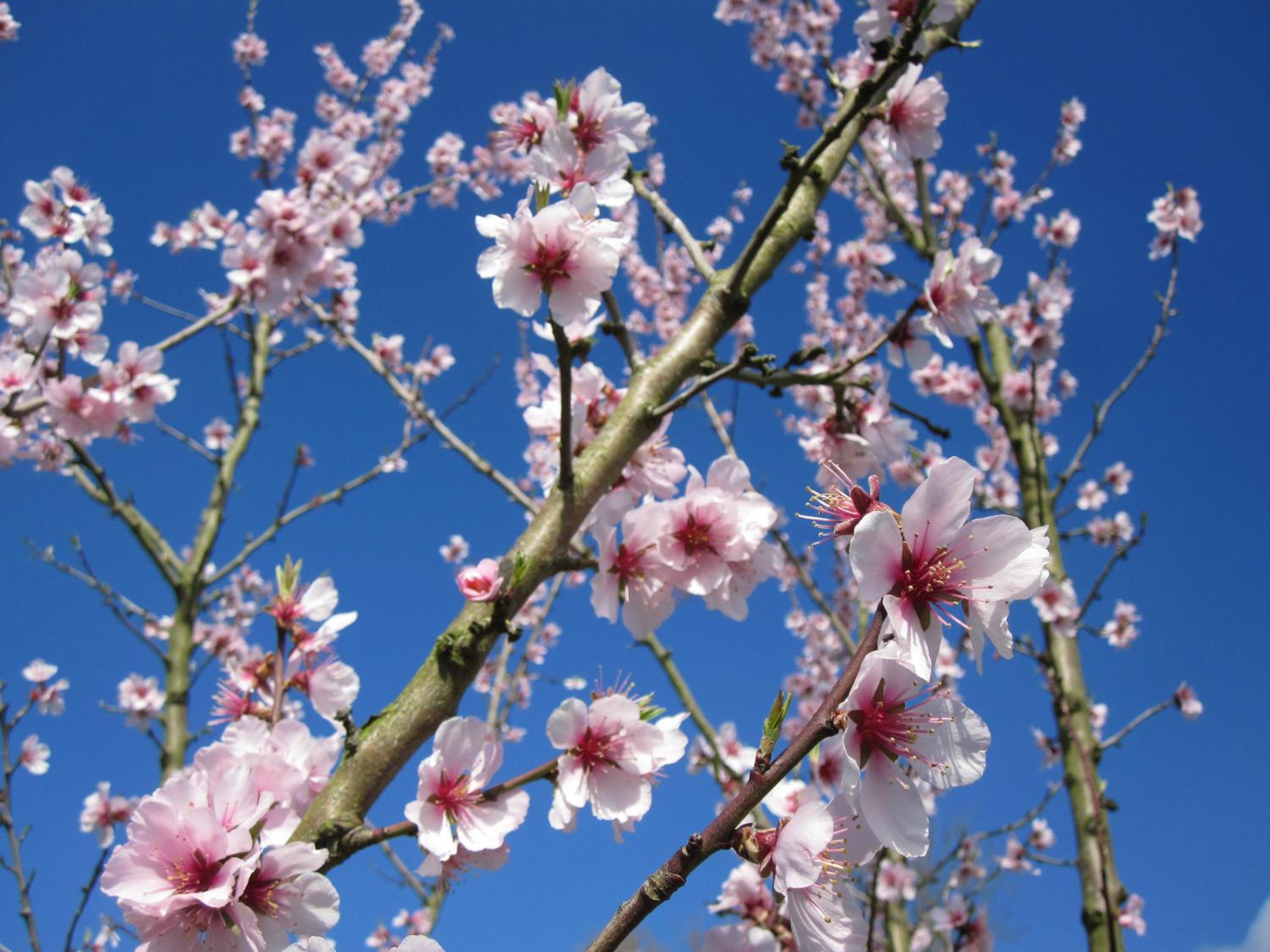 Hanami - studio