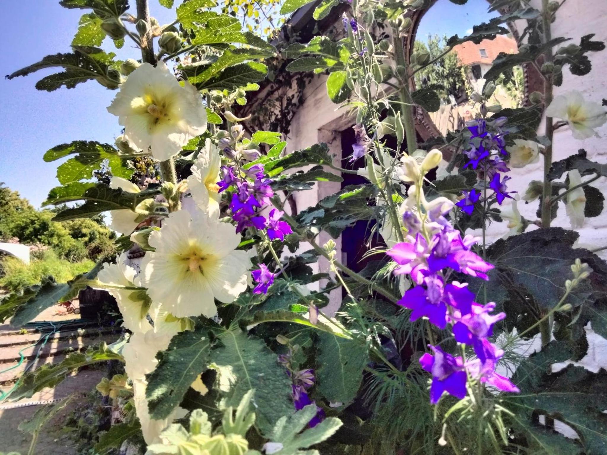 Hanami - studio
