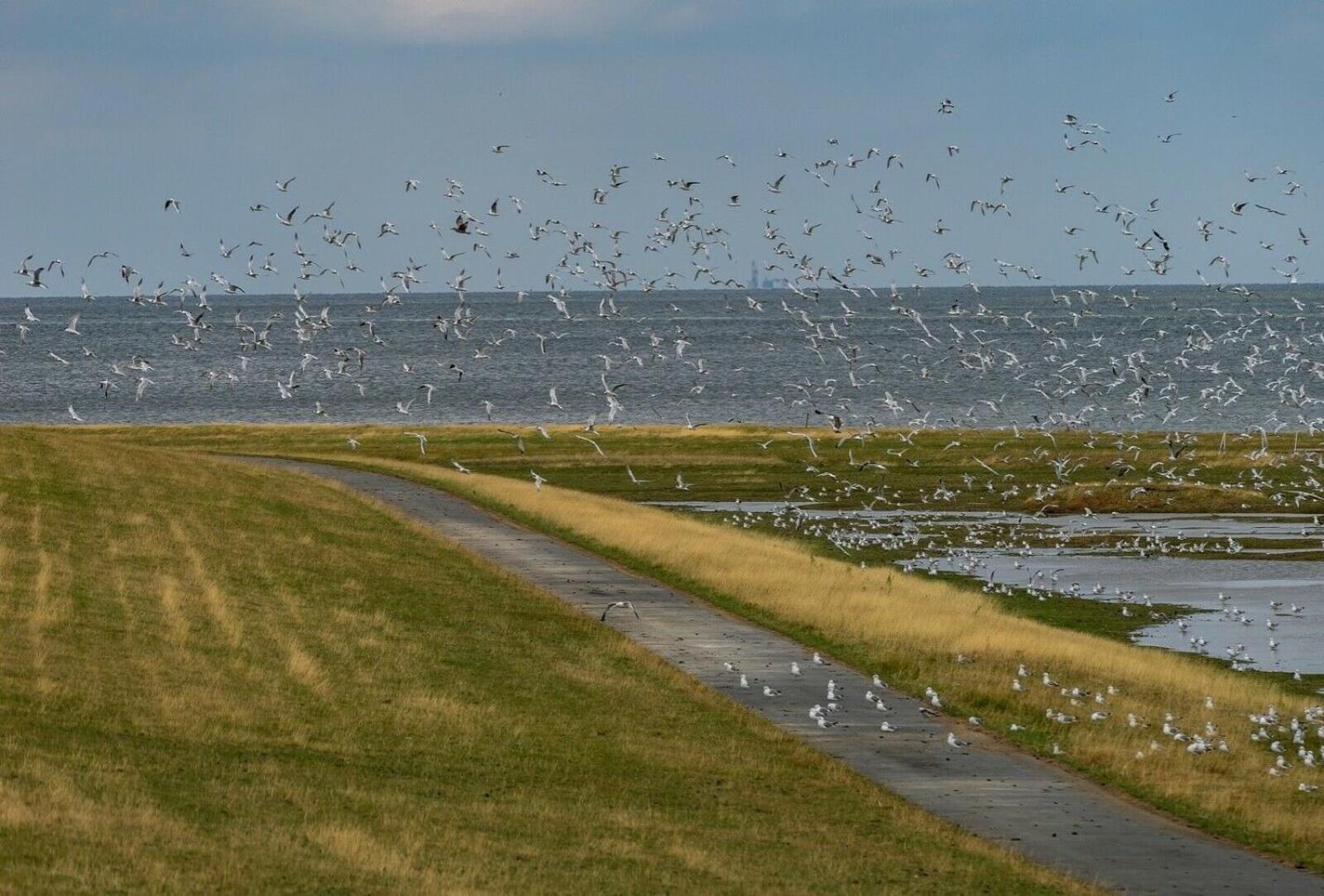 Küstenperle Nordsee mit Balkon und Gemeinschaftssauna