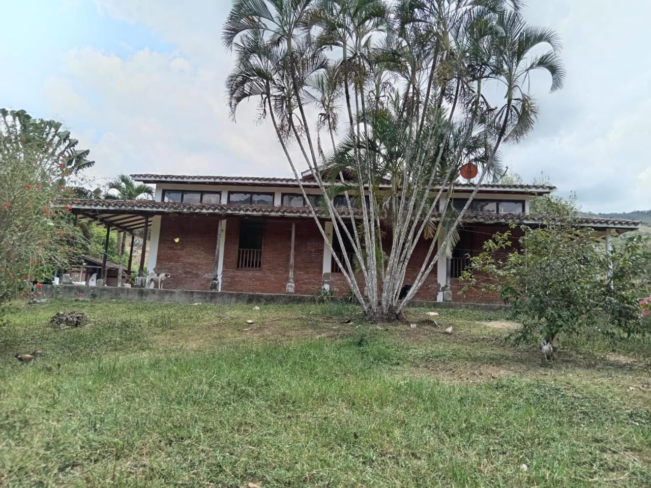 La morena