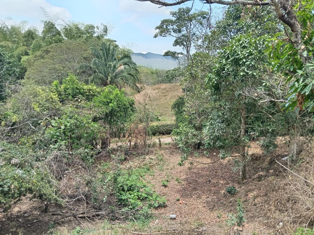 La morena