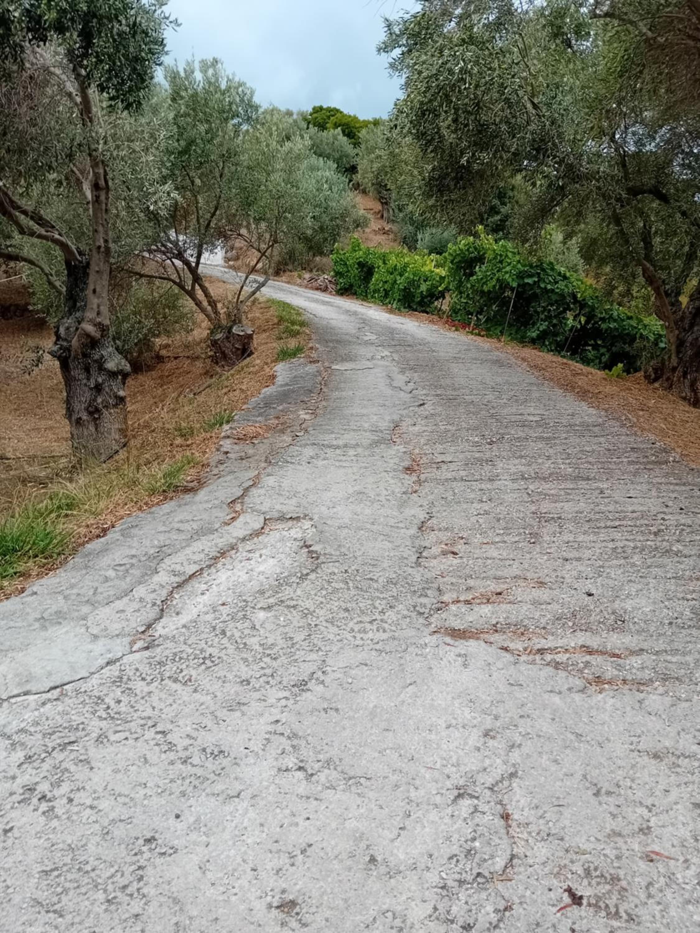 Villa Krini photo 4