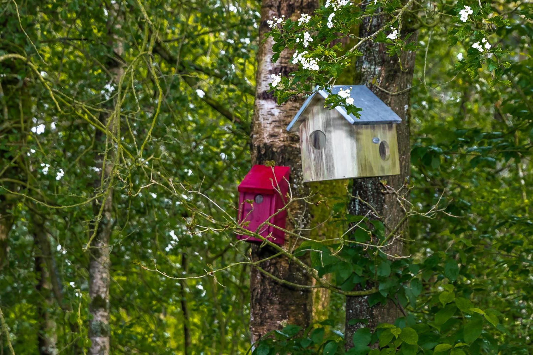 Comfortabel 2- persoons vakantiehuis nabij bos in Drenthe