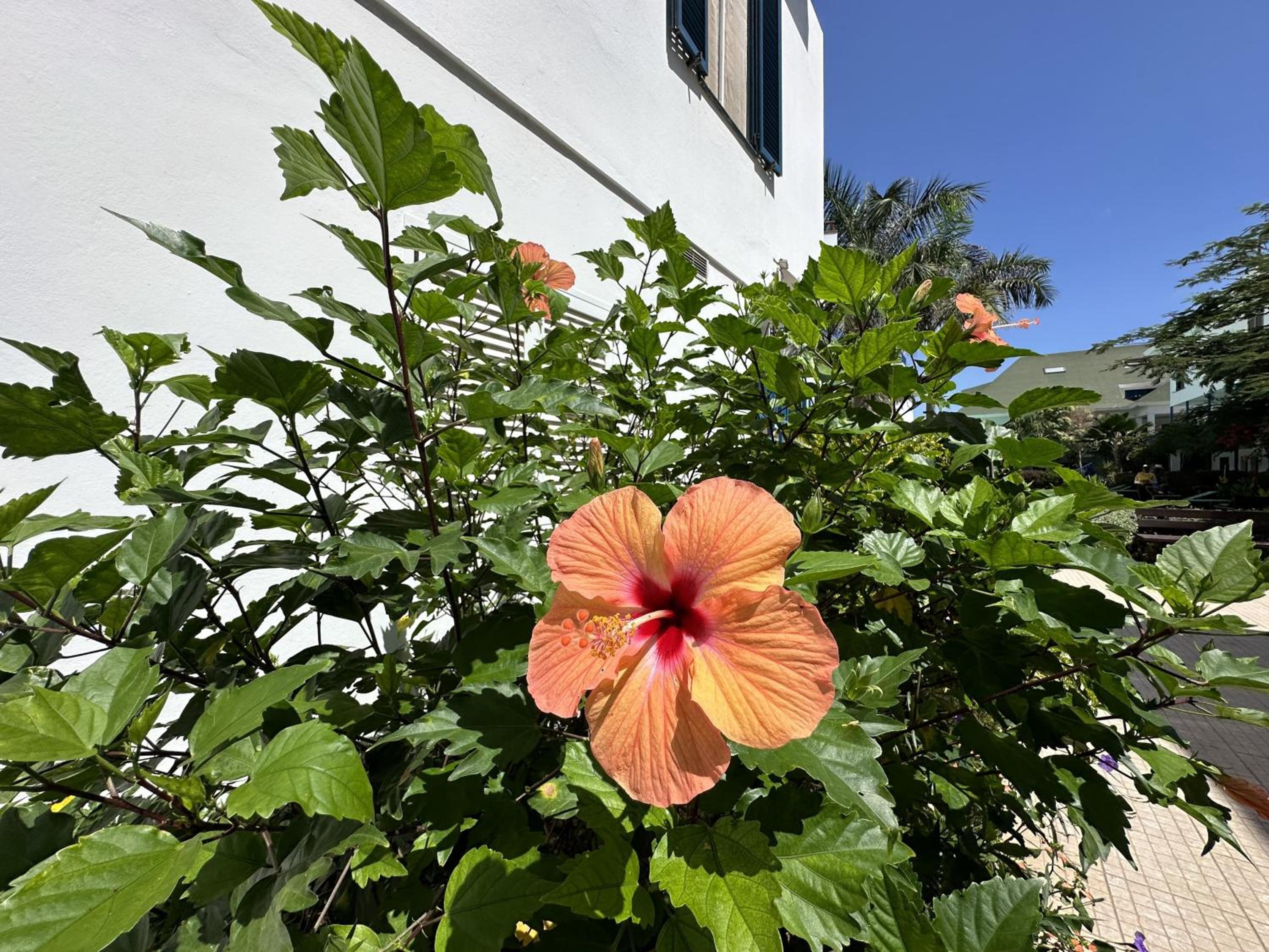 FantaSea Apartment Leme Bedje