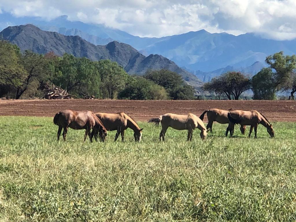 Estancia Banda Grande - horse & hiking safaris
