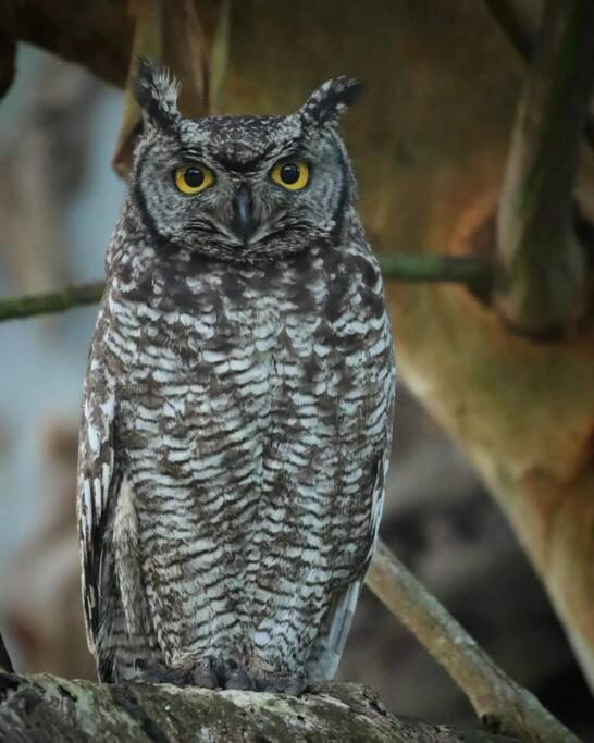 Eagle Owl Cottage view 3