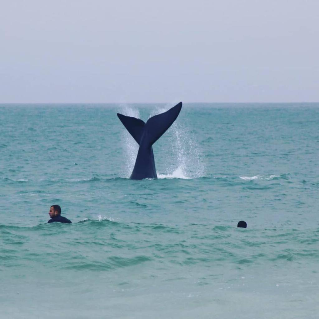 CONDOMÍNIO ENCANTADOR a 100 m PRAIA INGLESES NORTE