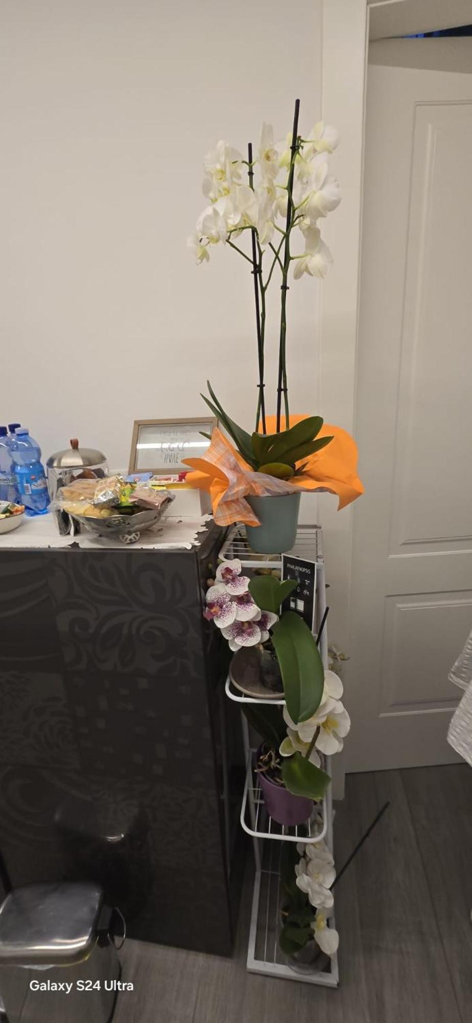 Orchidea