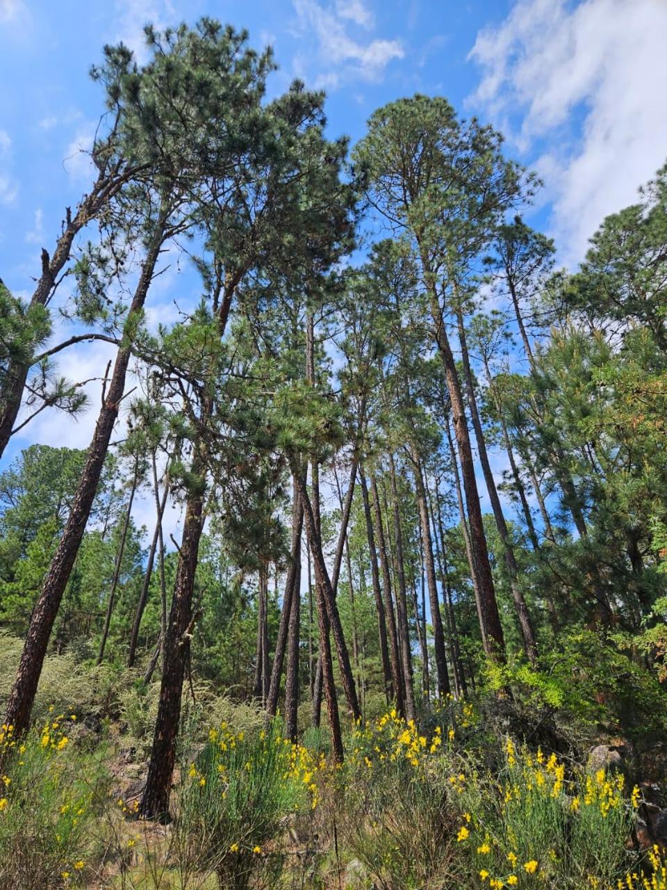 BORDERÍO Cabaña de Montaña