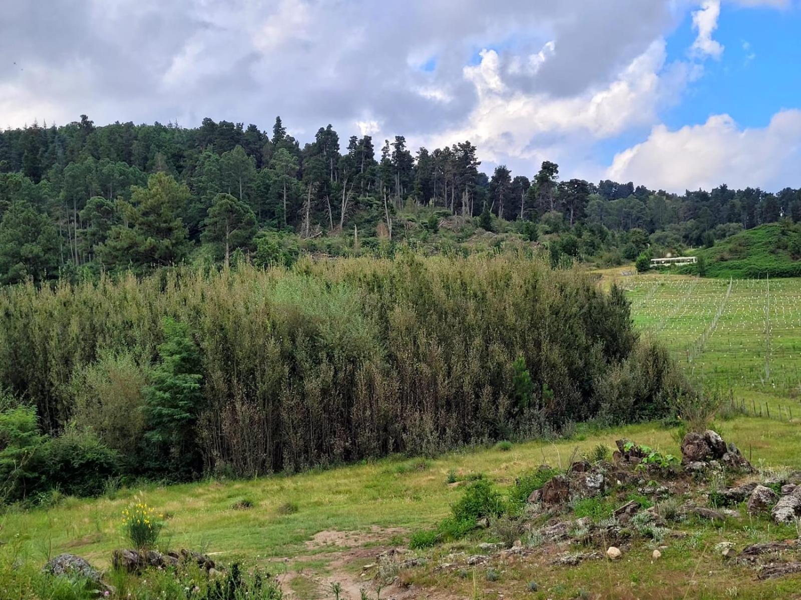 BORDERÍO Cabaña de Montaña