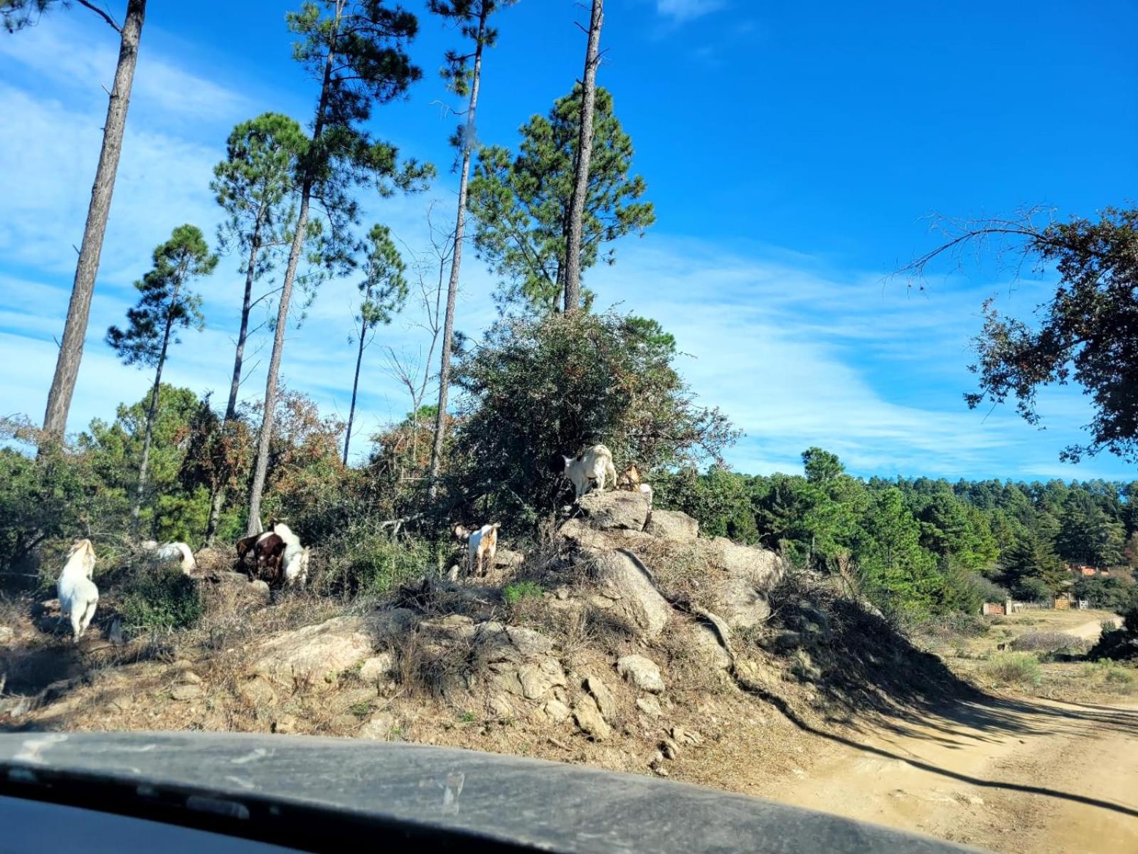 BORDERÍO Cabaña de Montaña